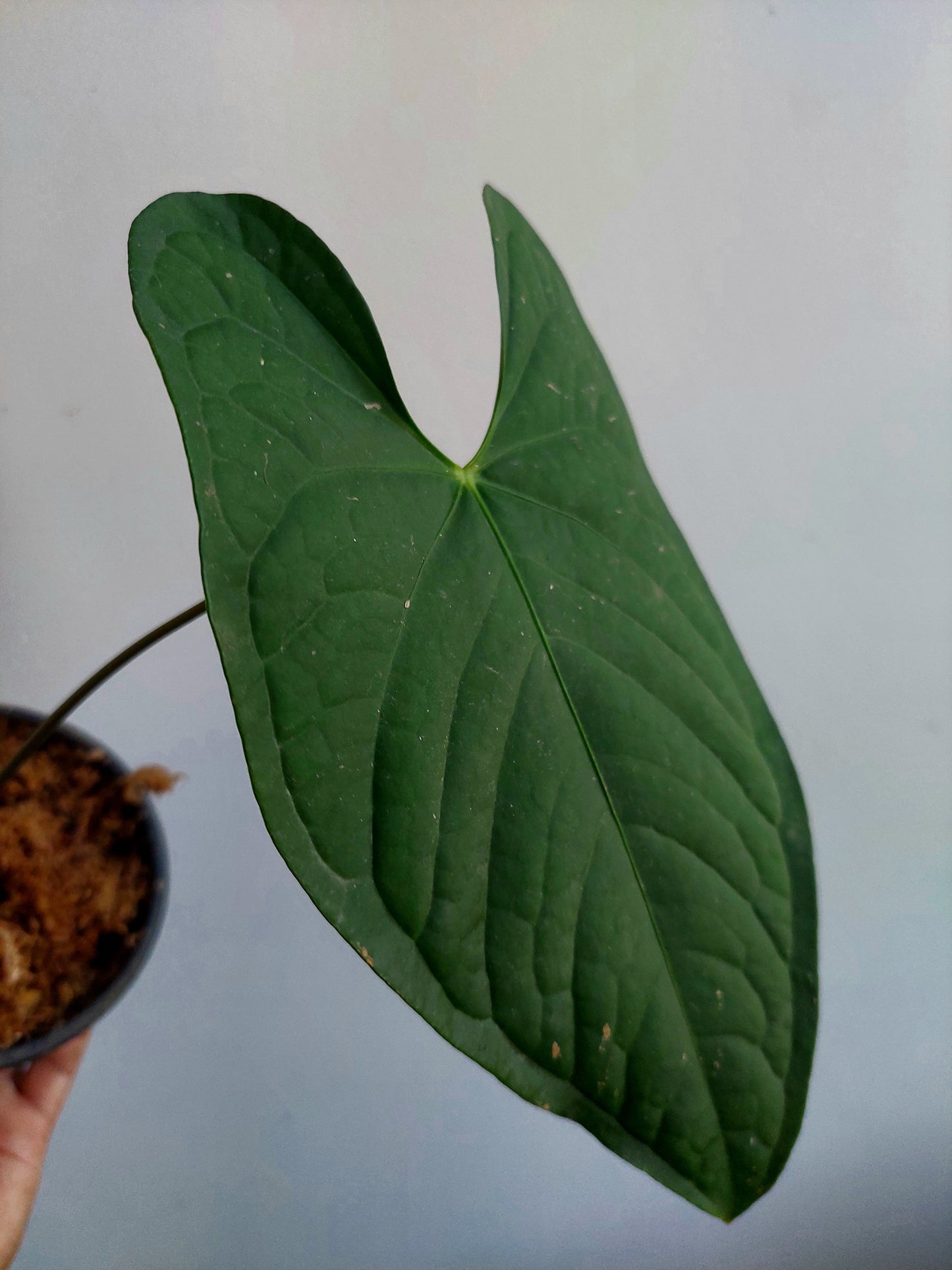 Anthurium sp. 'Peru Dark' (EXACT PLANT) A0190