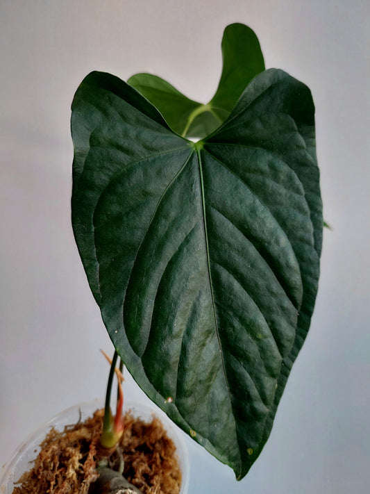 Anthurium sp. 'Peru Dark' (EXACT PLANT)