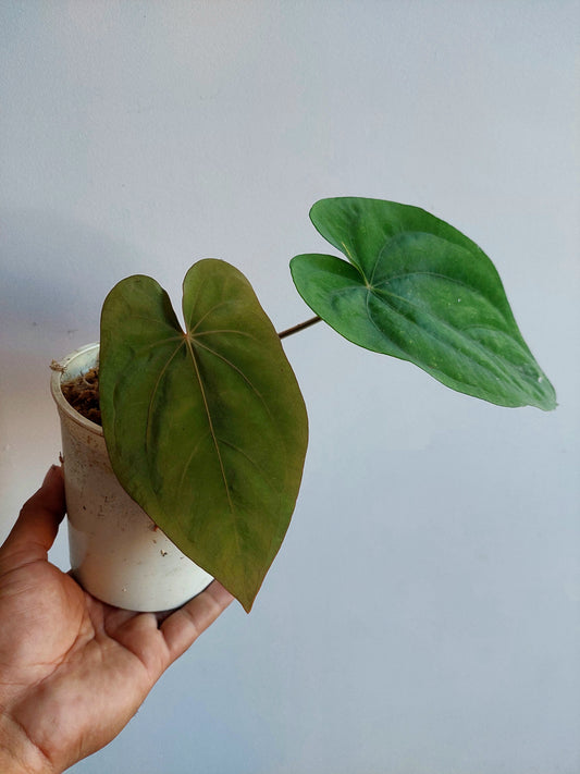Anthurium Dressleri 'San Blas' Wild Ecotype 2 Leaves (EXACT PLANT)