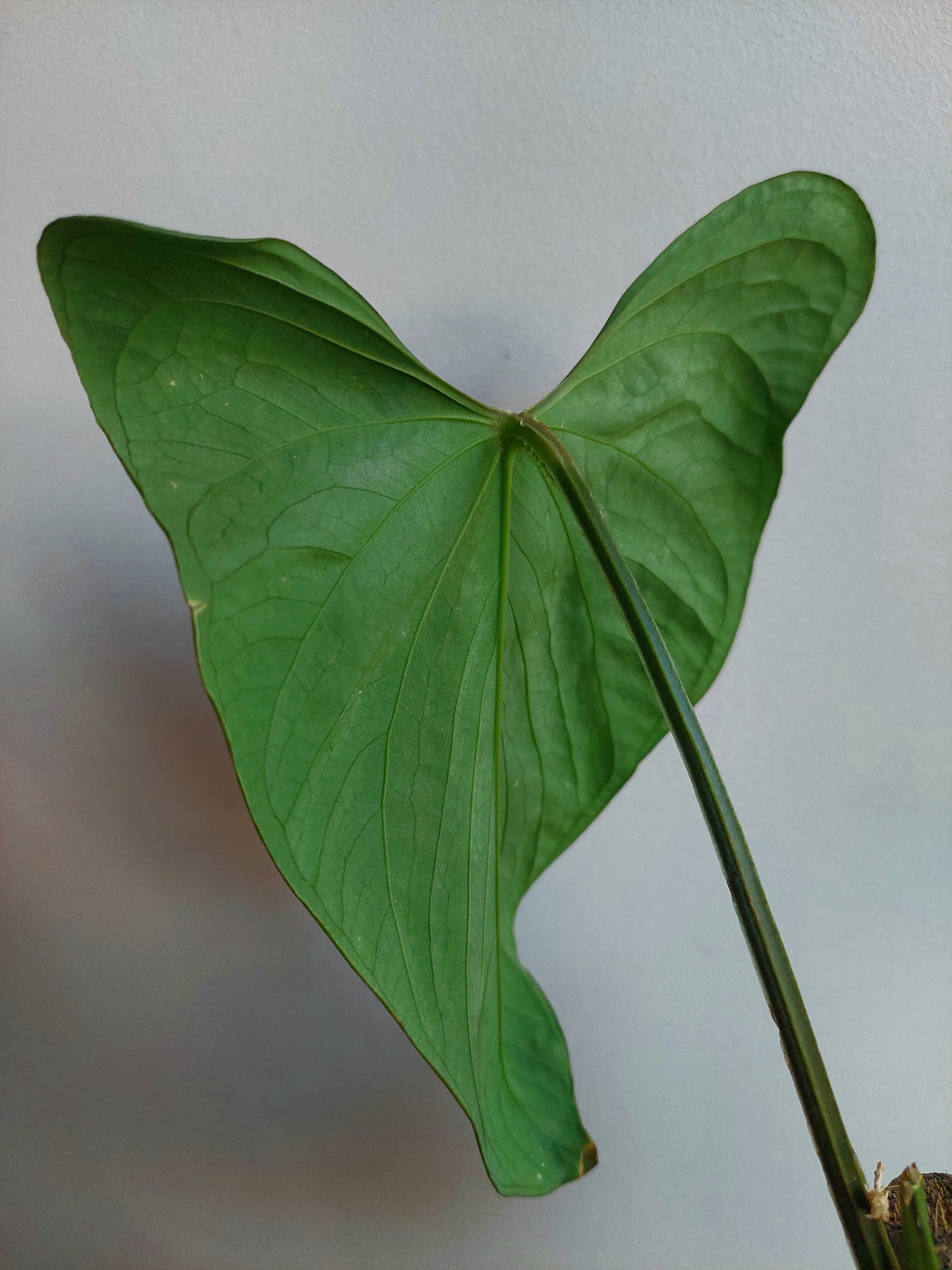 Anthurium sp. 'Huanuco Dark Velvet' (EXACT PLANT)