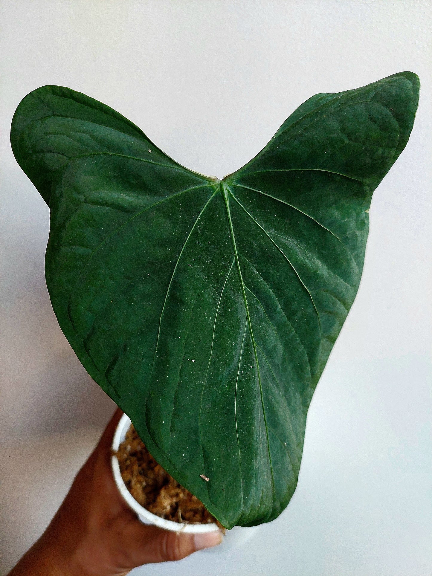 Anthurium sp. 'Huanuco Dark Velvet' (EXACT PLANT)