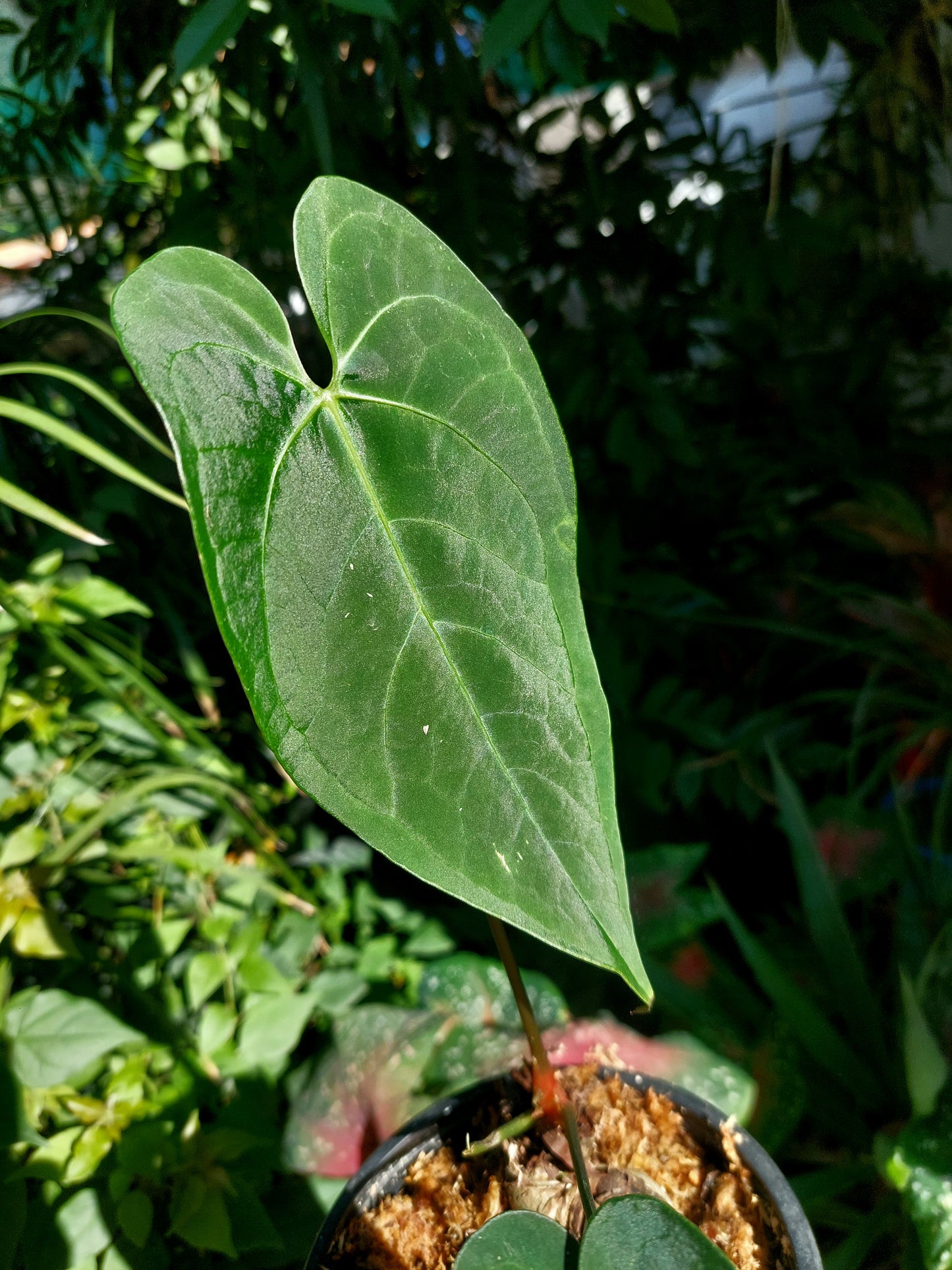 Anthurium sp. "Tarapoto Velvet" A0195 (EXACT PLANT)