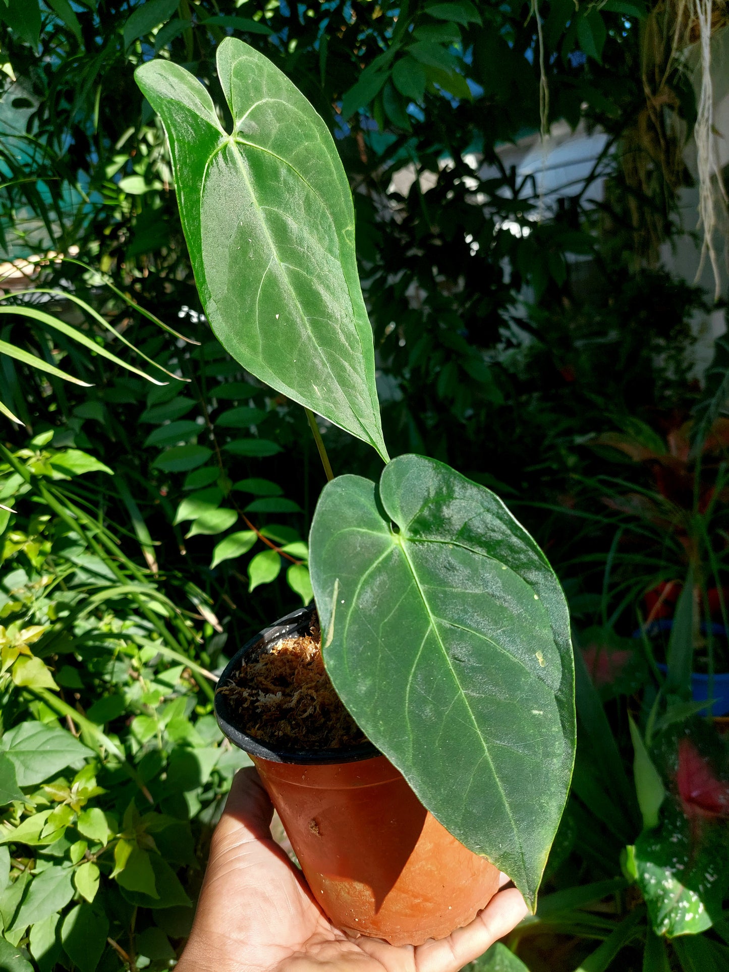 Anthurium sp. "Tarapoto Velvet" A0195 (EXACT PLANT)