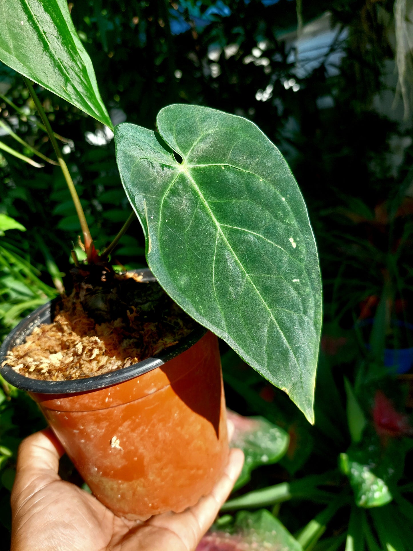 Anthurium sp. "Tarapoto Velvet" A0195 (EXACT PLANT)