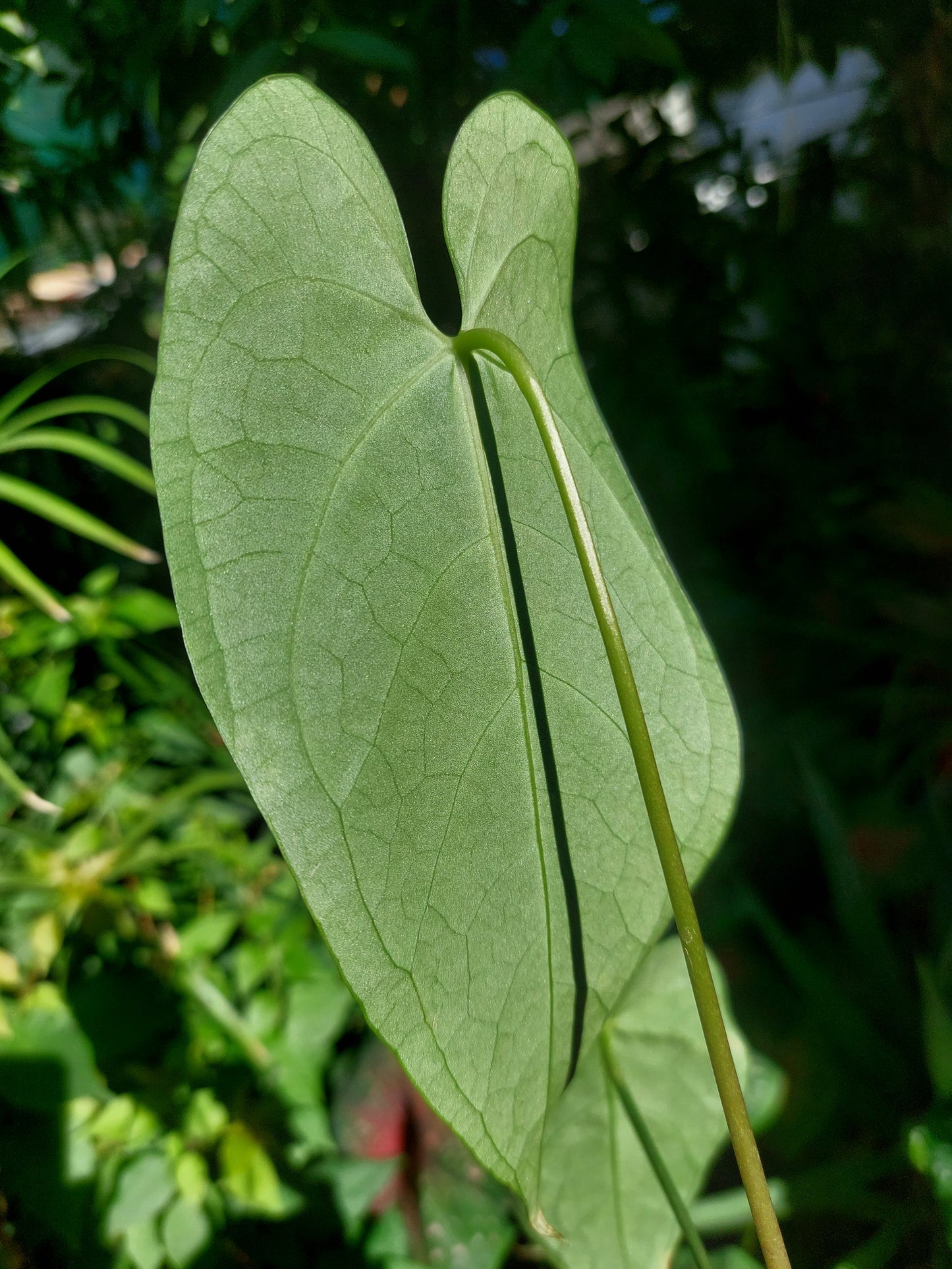 Anthurium sp. "Tarapoto Velvet" A0195 (EXACT PLANT)