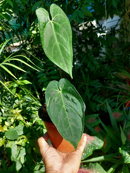 Anthurium sp. "Tarapoto Velvet" A0195 (EXACT PLANT)