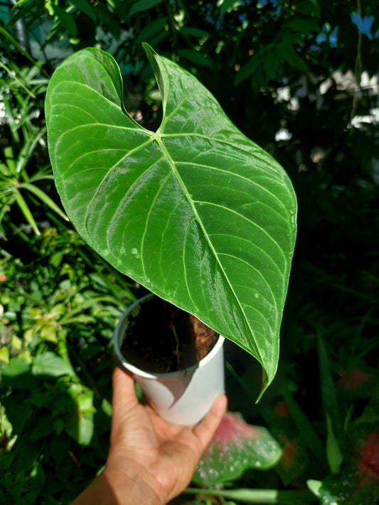 Anthurium sp. 'Huanuquense Velvet' A0197 (EXACT PLANT)
