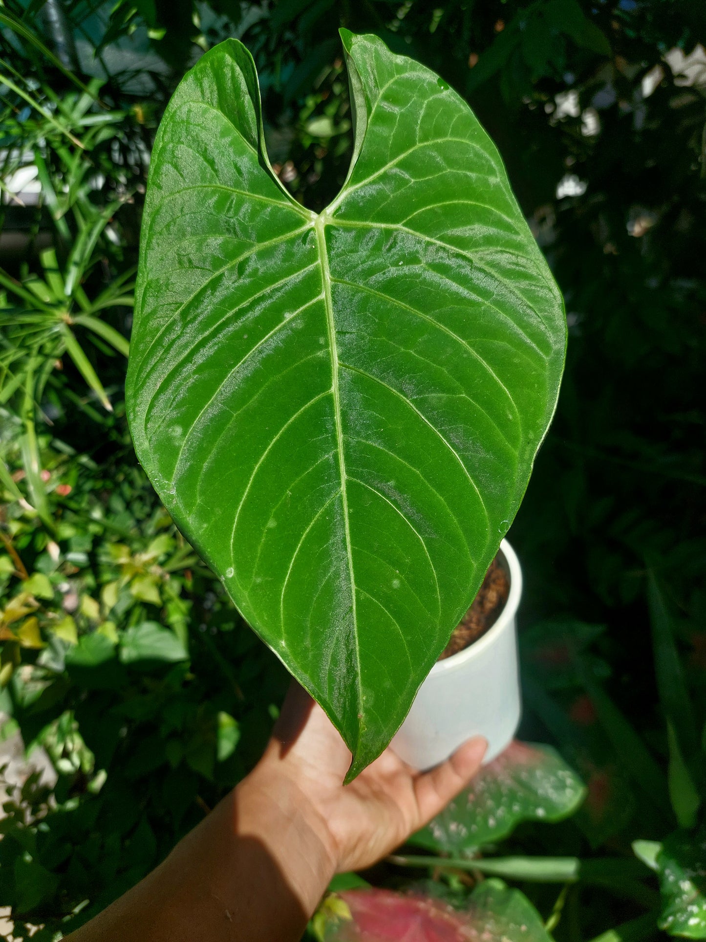 Anthurium sp. 'Huanuquense Velvet' A0197 (EXACT PLANT)