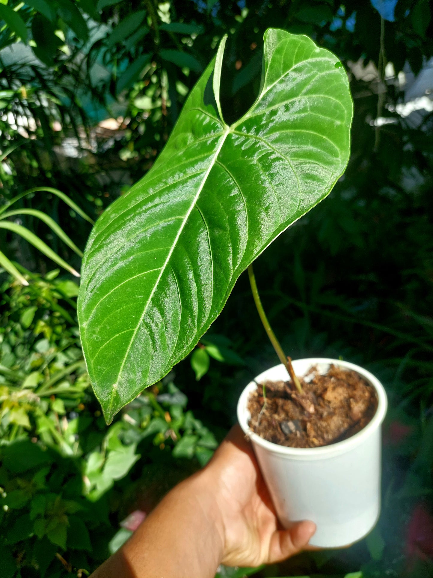 Anthurium sp. 'Huanuquense Velvet' A0197 (EXACT PLANT)