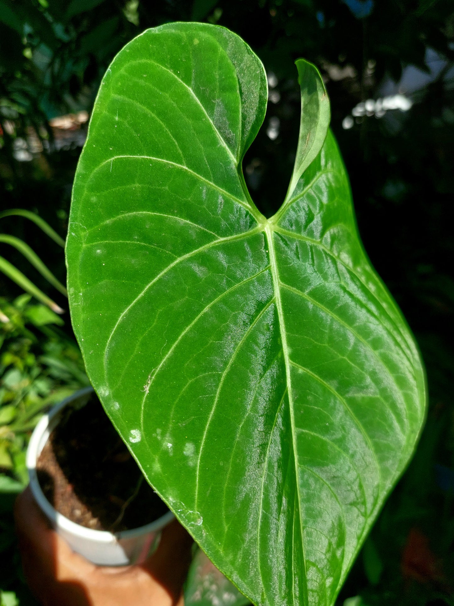 Anthurium sp. 'Huanuquense Velvet' A0197 (EXACT PLANT)