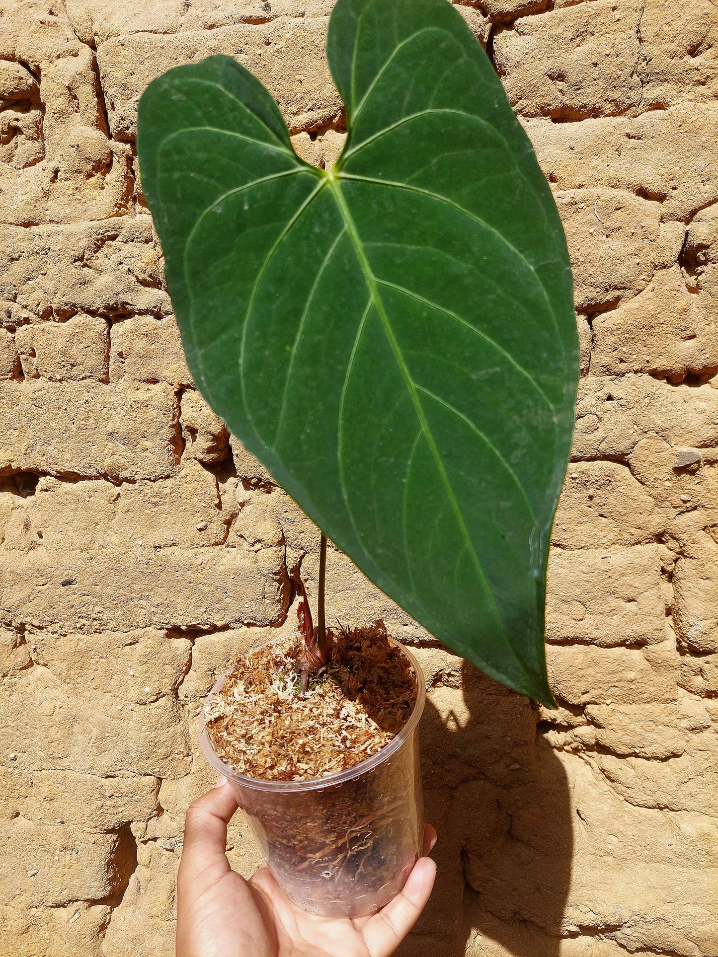 Anthurium sp. "Tarapoto Dark Velvet" 1 Leaf (EXACT PLANT)