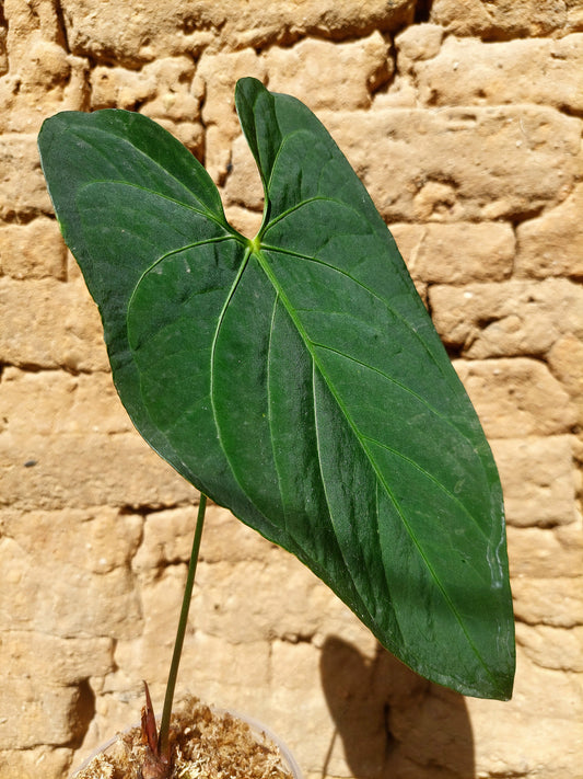 Anthurium sp. "Tarapoto Dark Velvet" 1 Leaf (EXACT PLANT)