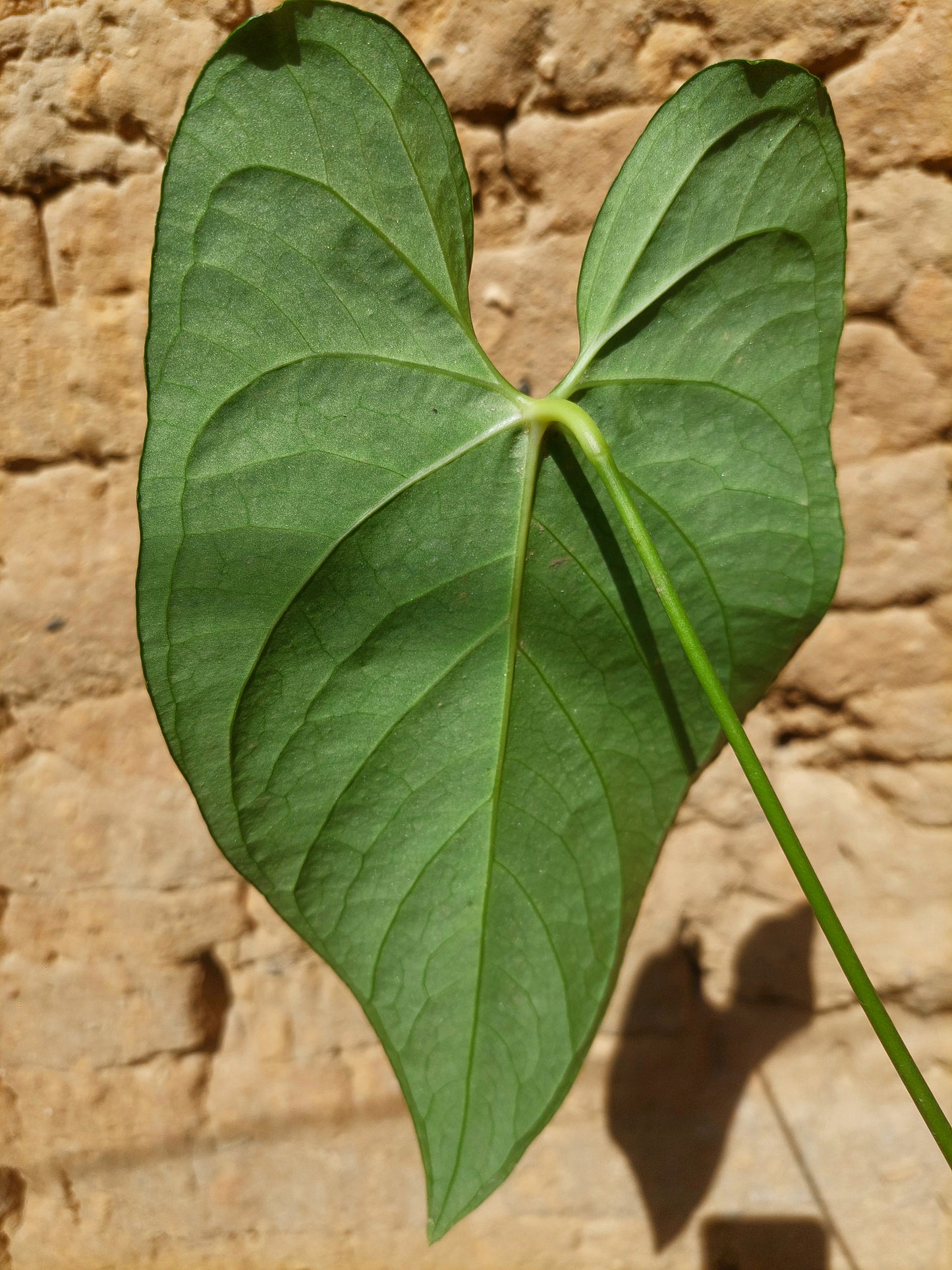 Anthurium sp. "Tarapoto Dark Velvet" 1 Leaf (EXACT PLANT)