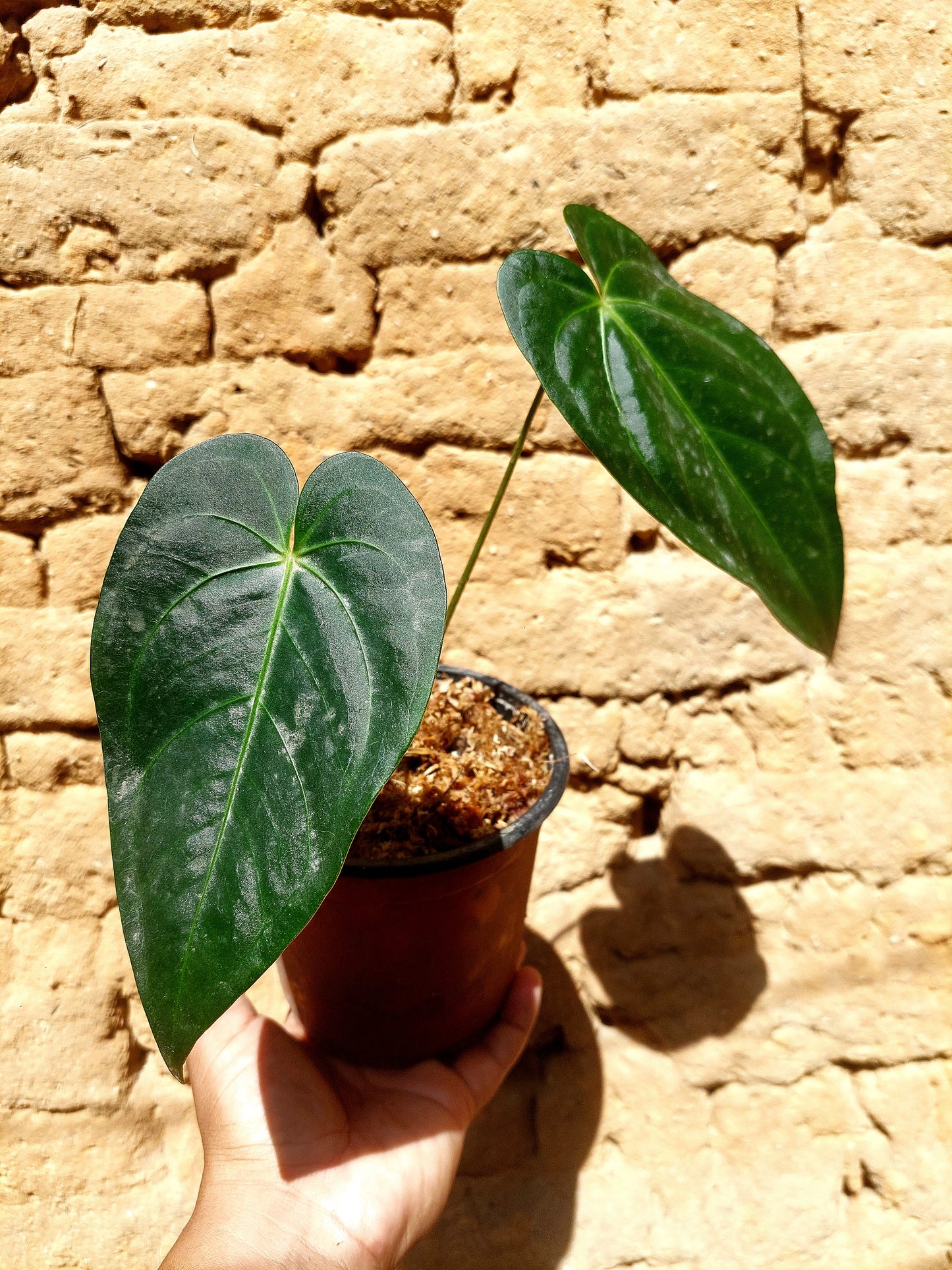 Anthurium sp. 'Peru Dark Velvet' A0202 (EXACT PLANT)