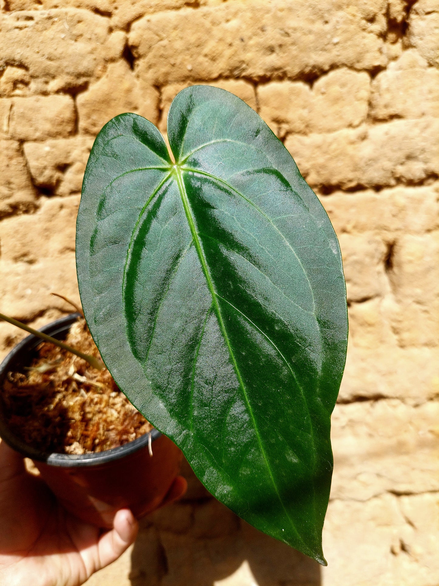 Anthurium sp. 'Peru Dark Velvet' A0202 (EXACT PLANT)