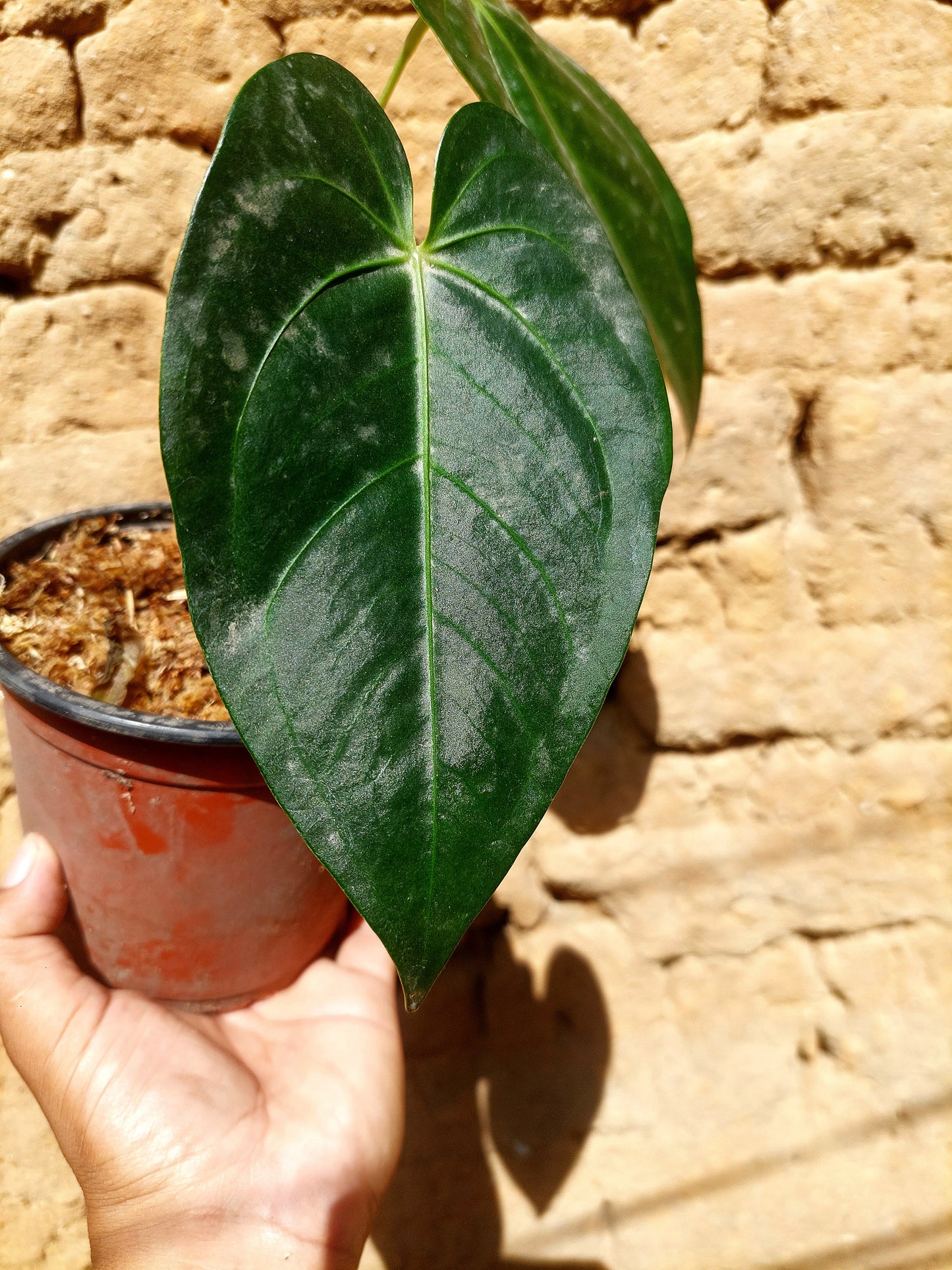 Anthurium sp. 'Peru Dark Velvet' A0202 (EXACT PLANT)