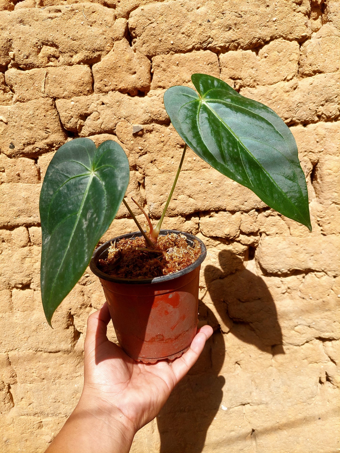 Anthurium sp. 'Peru Dark Velvet' A0202 (EXACT PLANT)