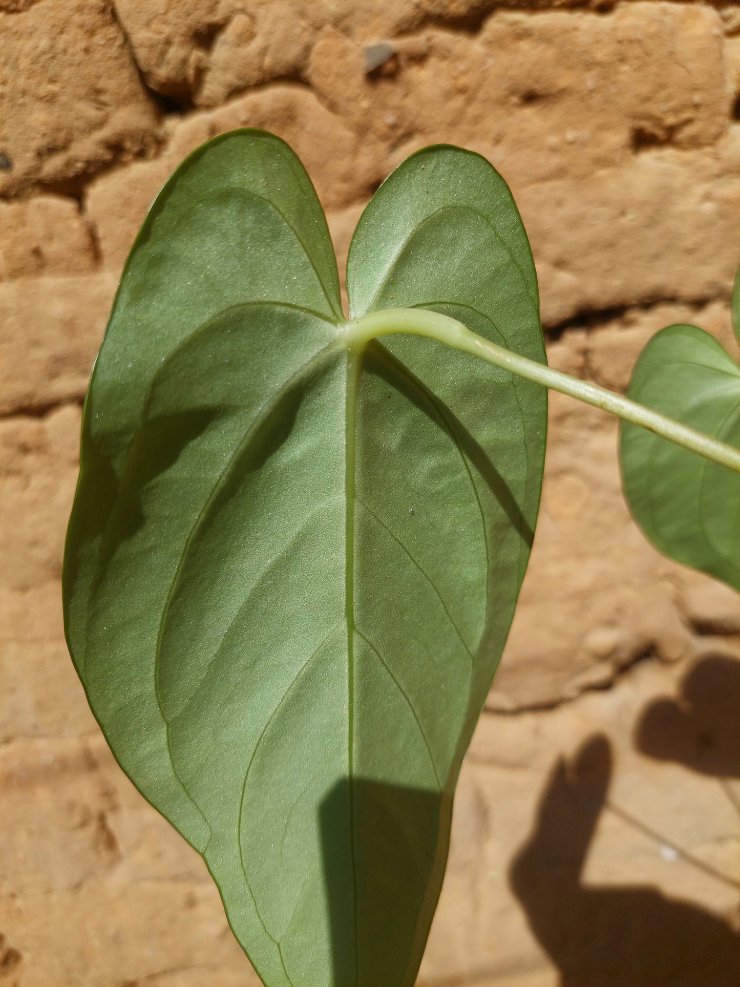 Anthurium sp. 'Peru Dark Velvet' A0202 (EXACT PLANT)