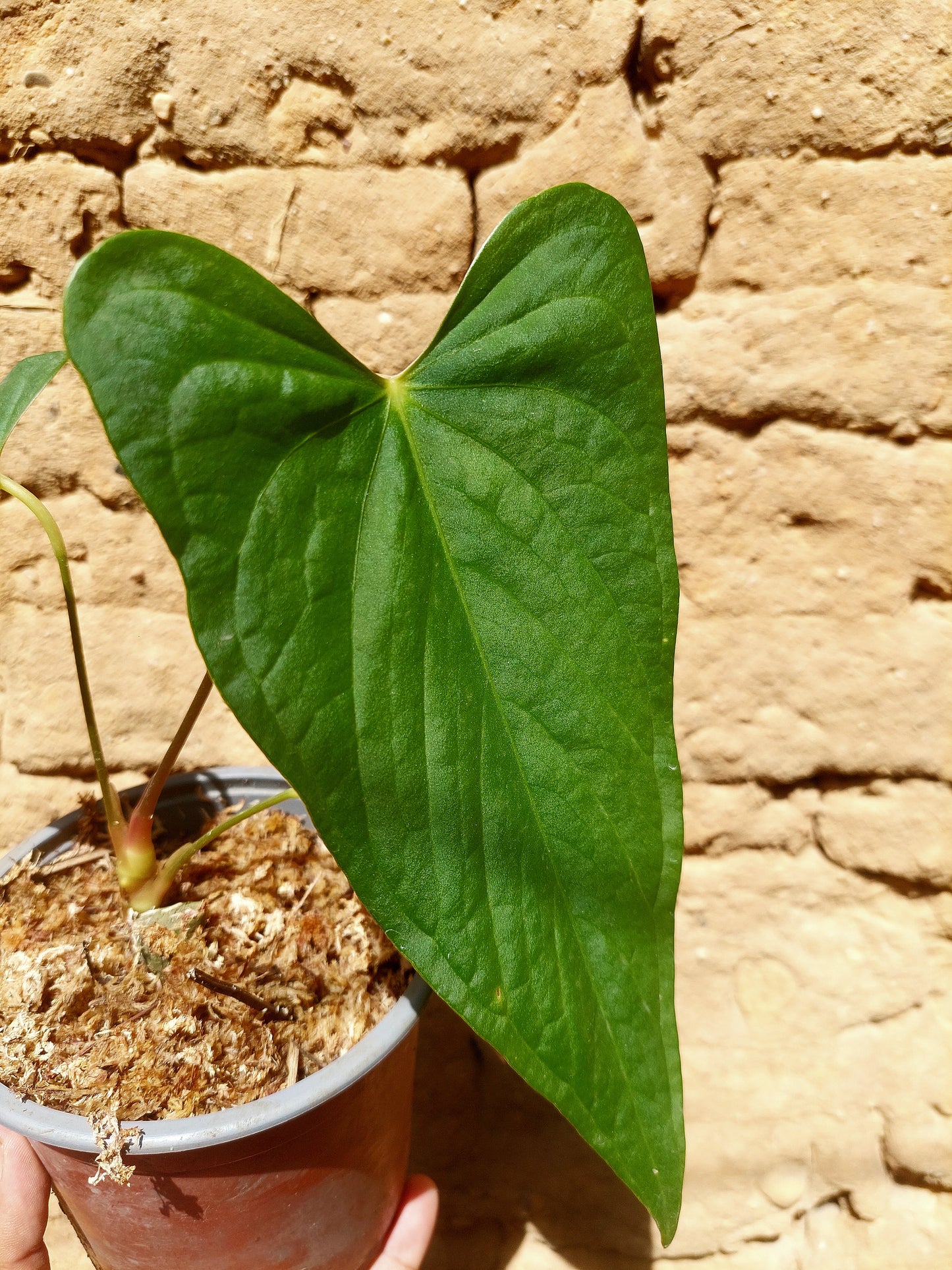 Anthurium sp. "Tarapoto Velvet" A0204 (EXACT PLANT)