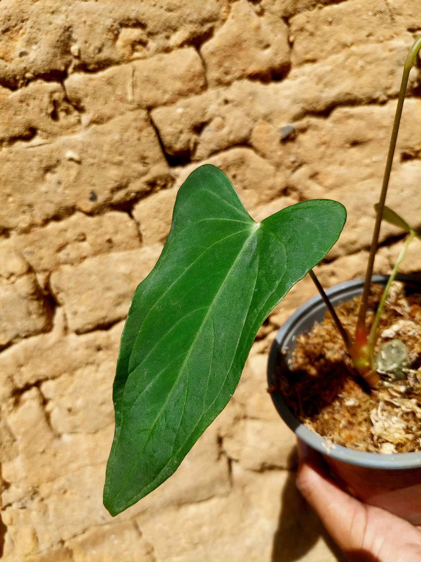 Anthurium sp. "Tarapoto Velvet" A0204 (EXACT PLANT)