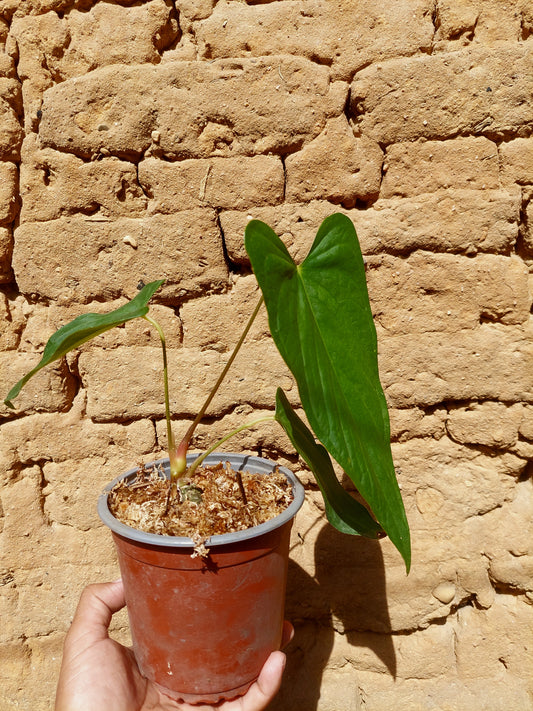 Anthurium sp. "Tarapoto Velvet" A0204 (EXACT PLANT)