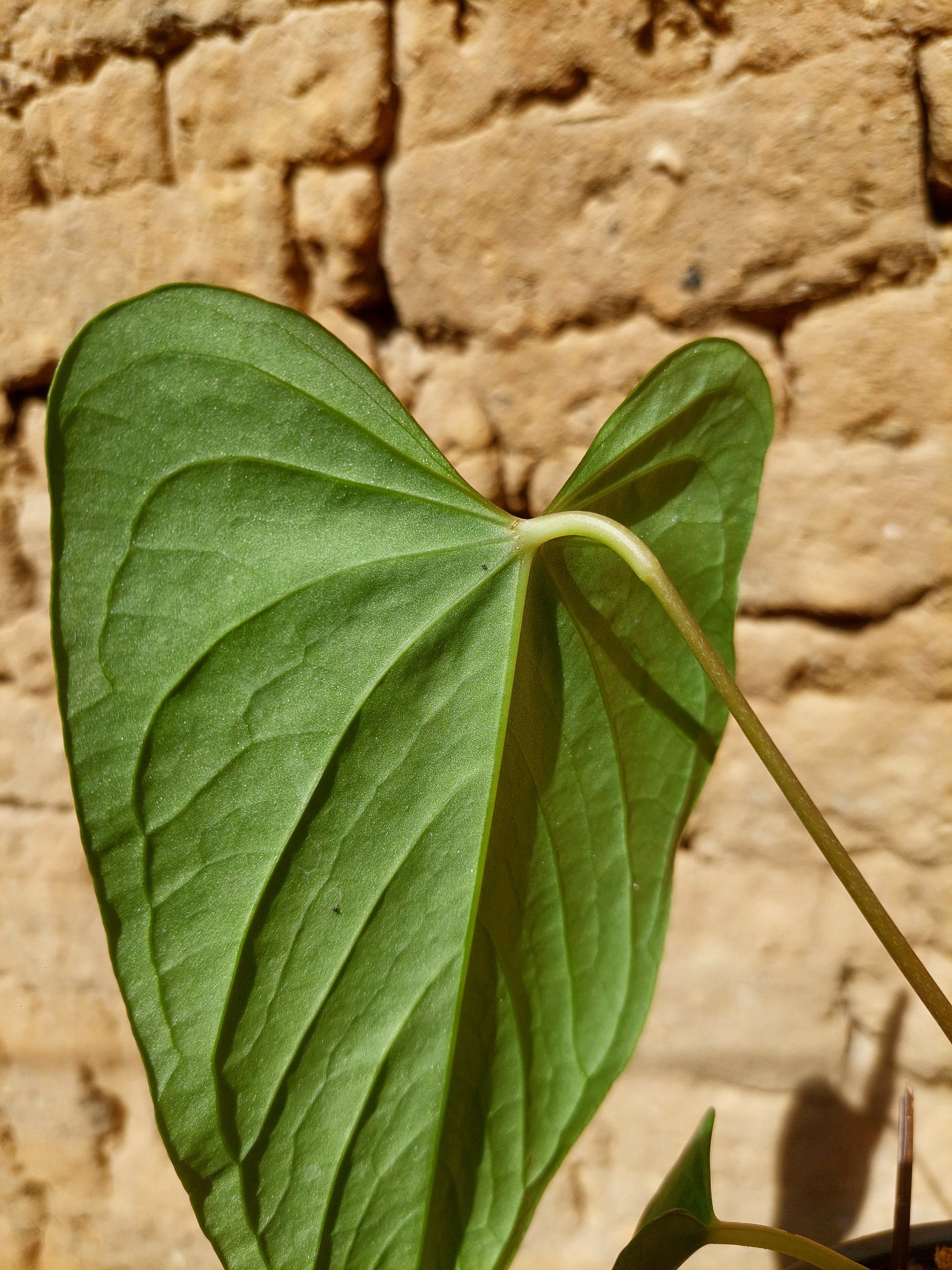 Anthurium sp. "Tarapoto Velvet" A0204 (EXACT PLANT)