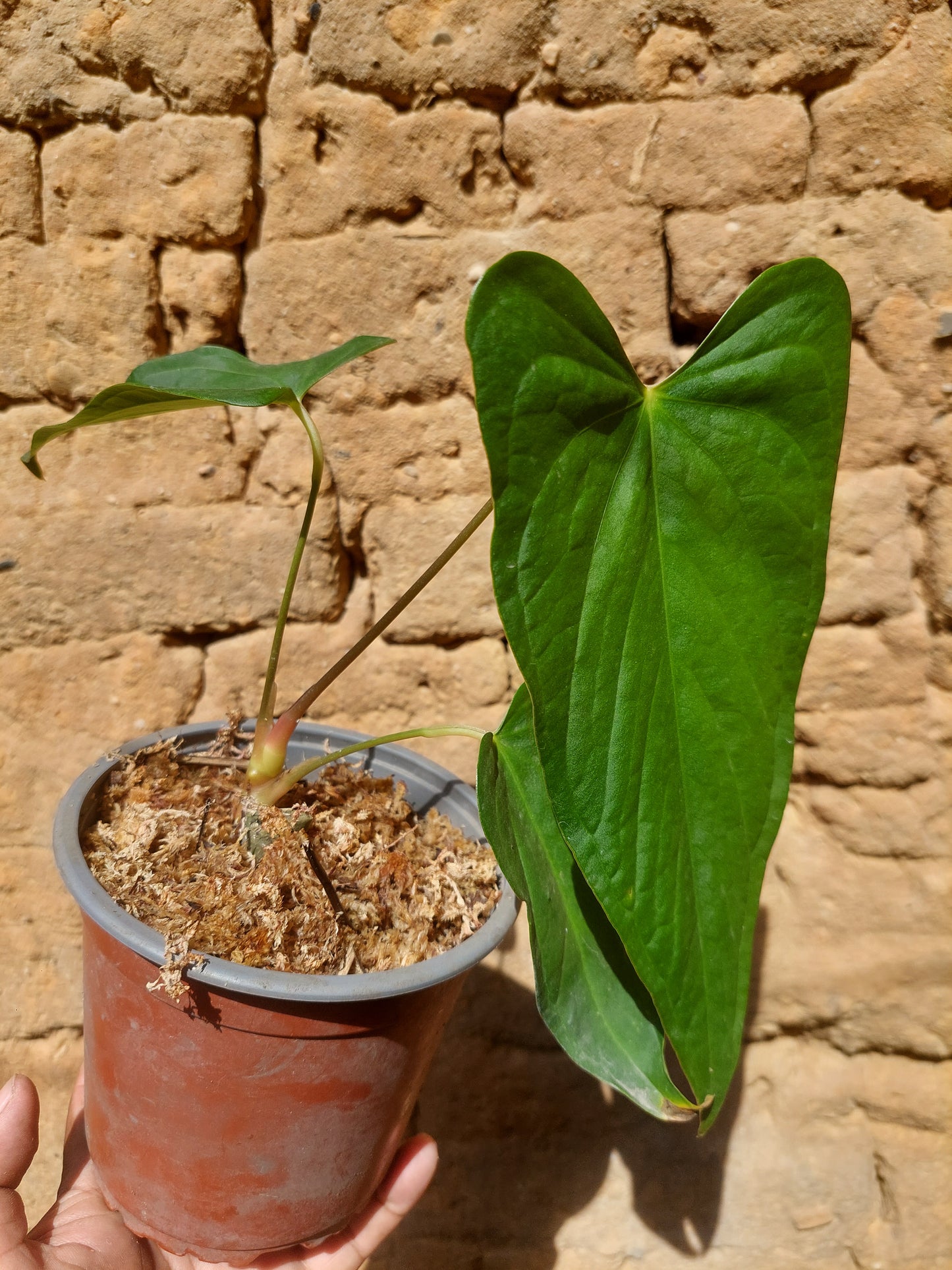 Anthurium sp. "Tarapoto Velvet" A0204 (EXACT PLANT)