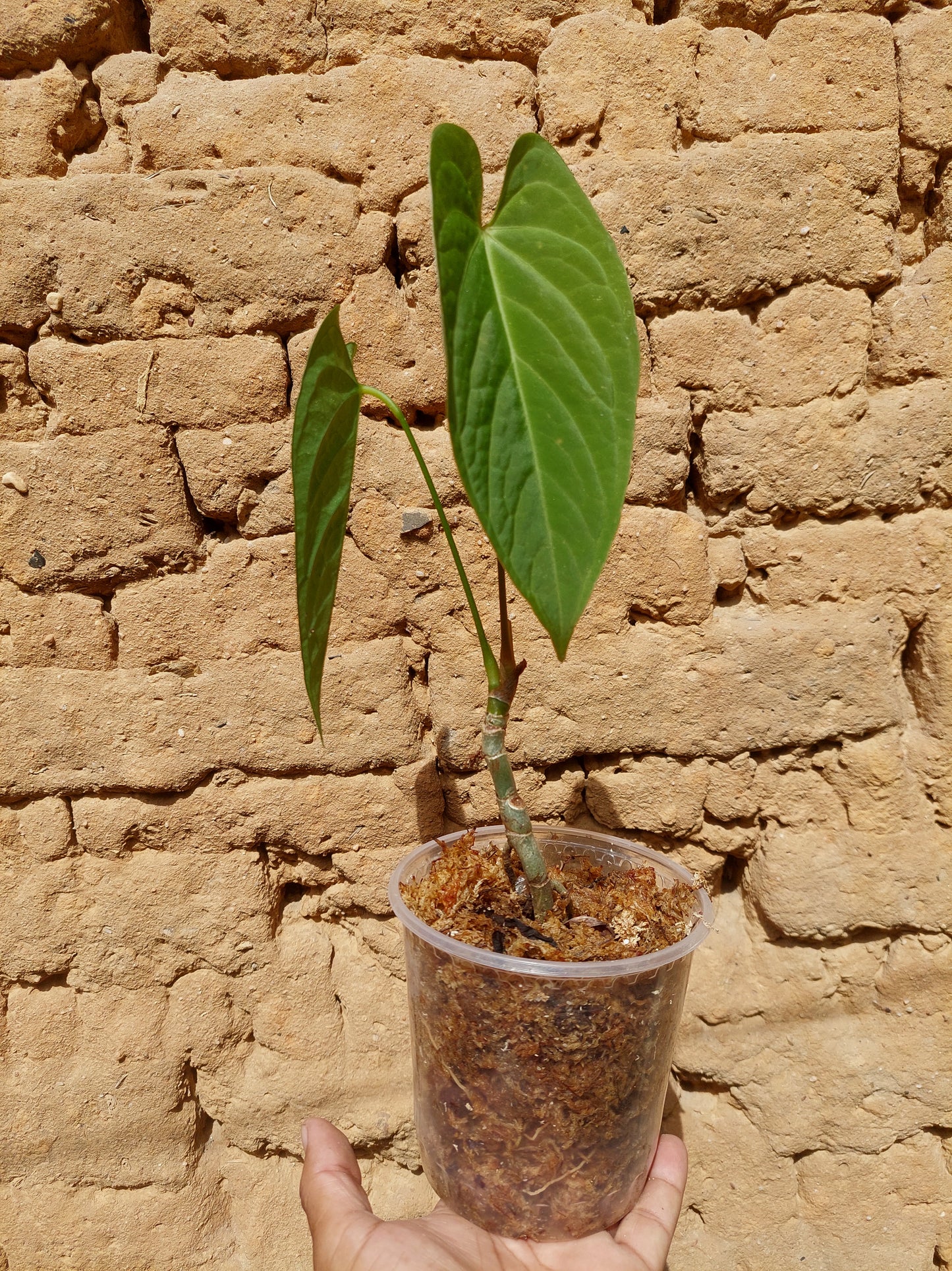 Anthurium sp. "Tarapoto Velvet" A0206 (EXACT PLANT)