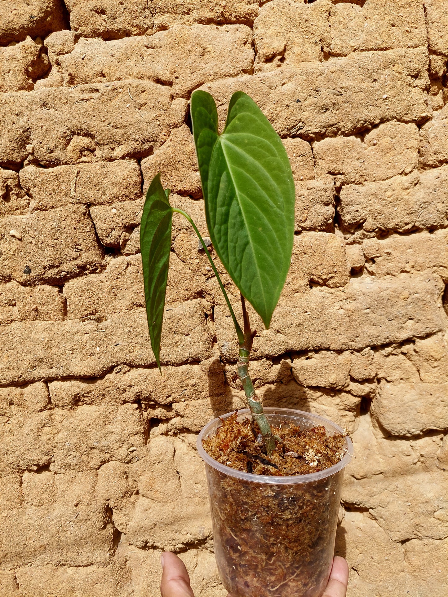 Anthurium sp. "Tarapoto Velvet" A0206 (EXACT PLANT)