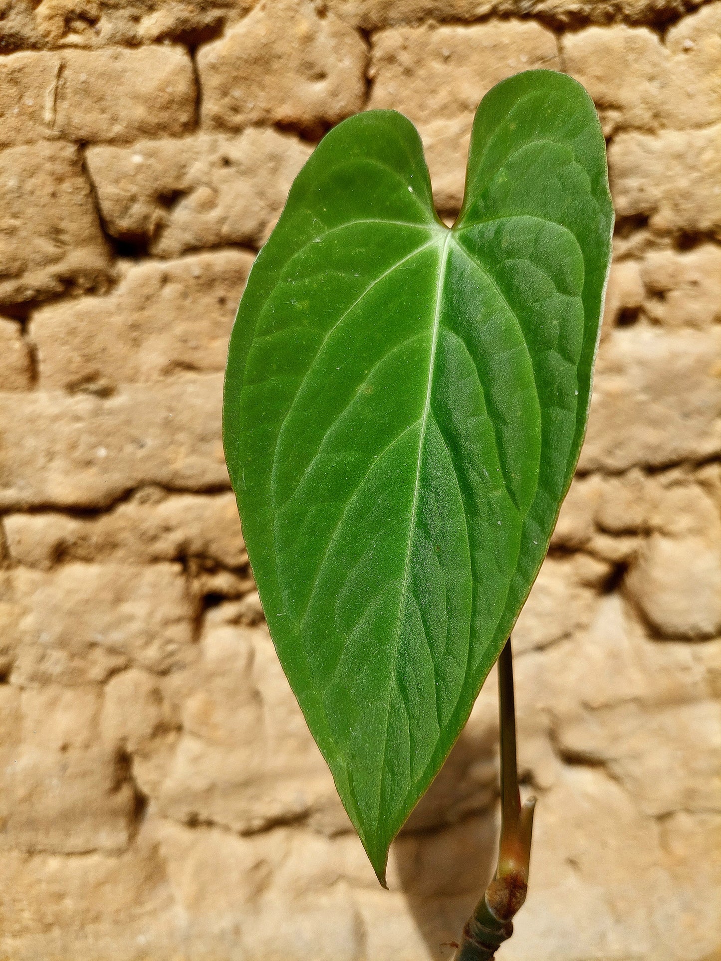 Anthurium sp. "Tarapoto Velvet" A0206 (EXACT PLANT)