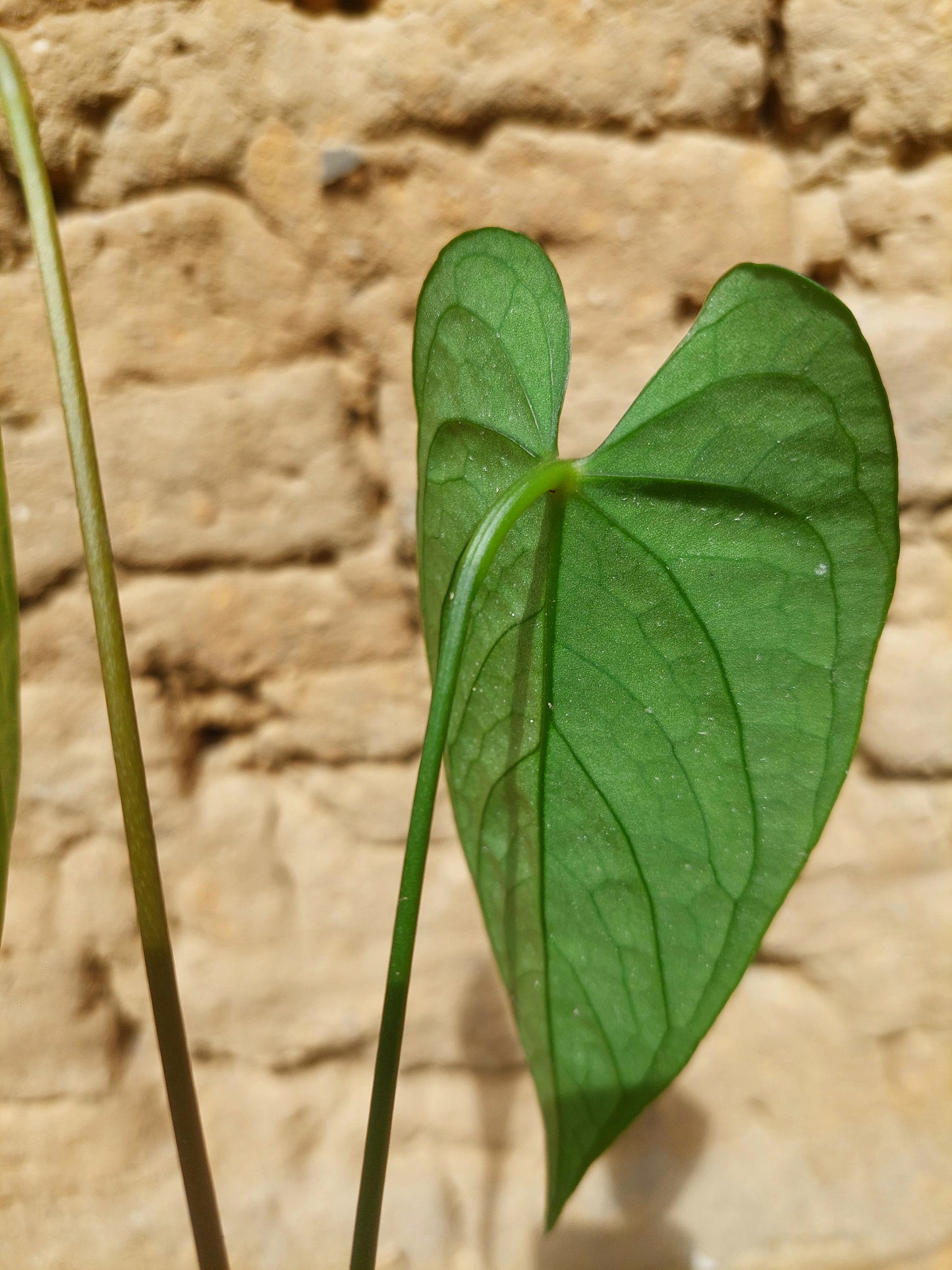 Anthurium sp. "Tarapoto Velvet" A0206 (EXACT PLANT)