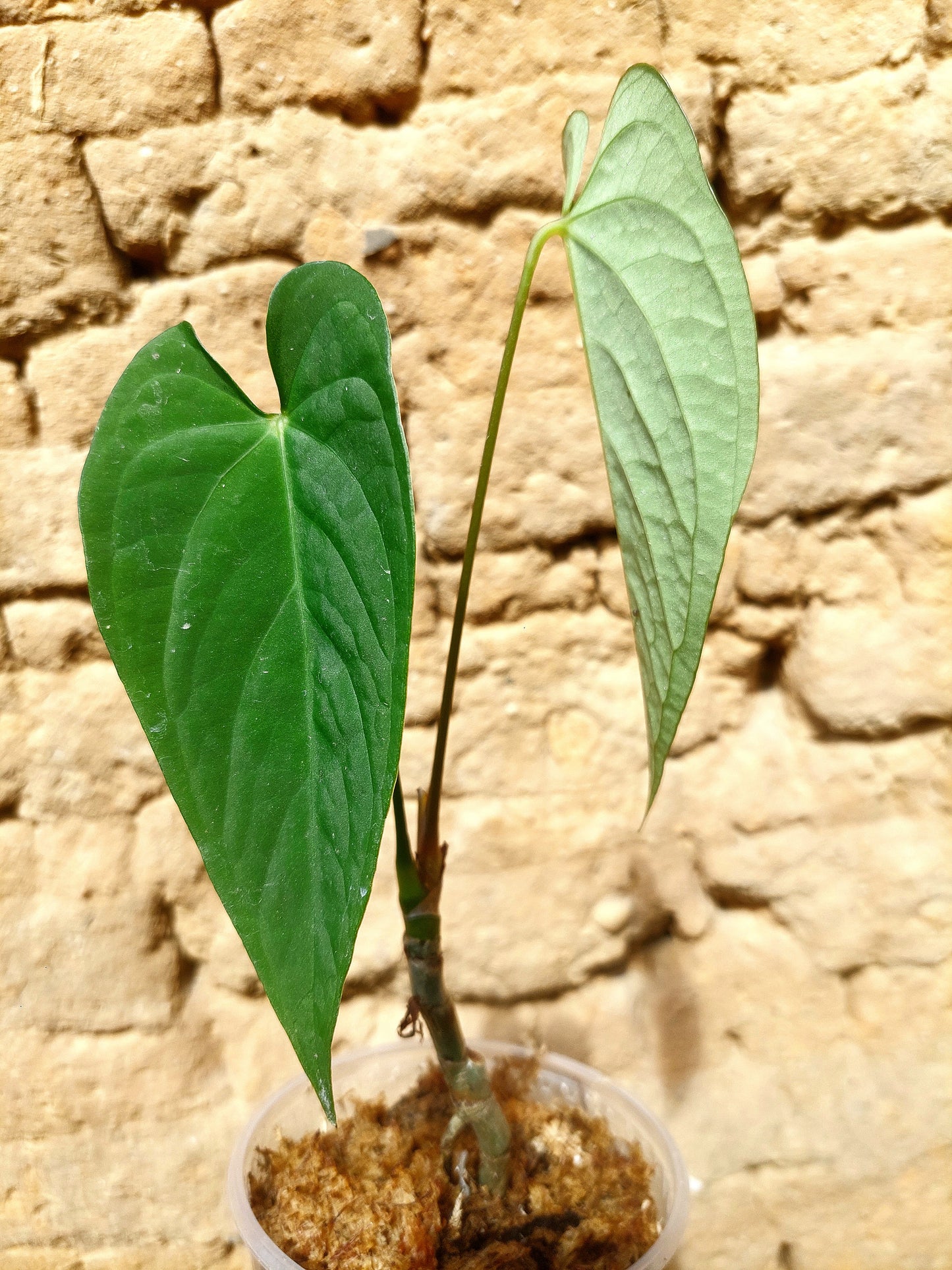 Anthurium sp. "Tarapoto Velvet" A0206 (EXACT PLANT)