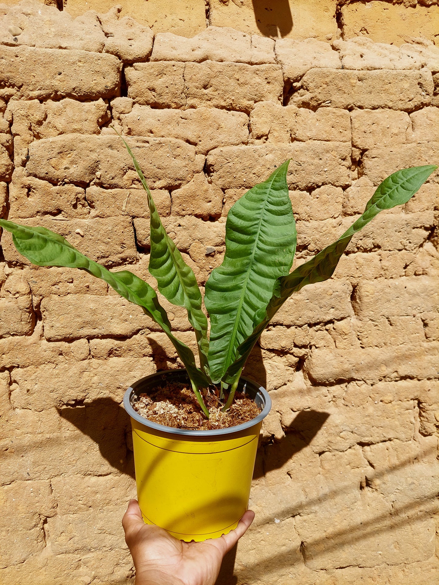 Anthurium Reflexinervium BIG PLANT (EXACT PLANT)