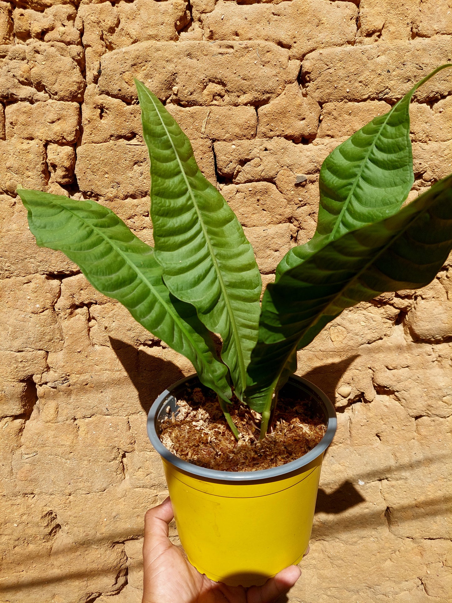 Anthurium Reflexinervium BIG PLANT (EXACT PLANT)