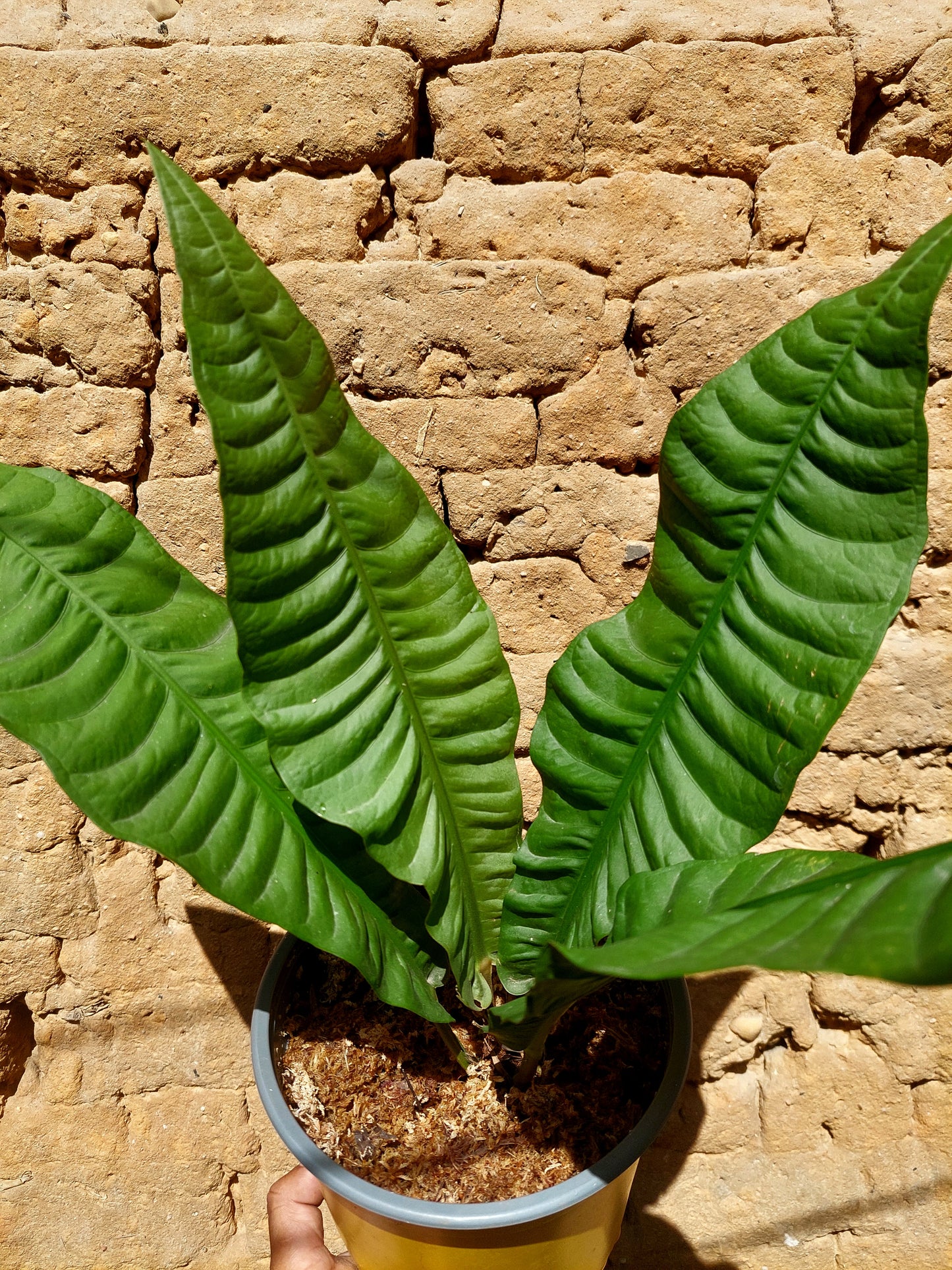 Anthurium Reflexinervium BIG PLANT (EXACT PLANT)