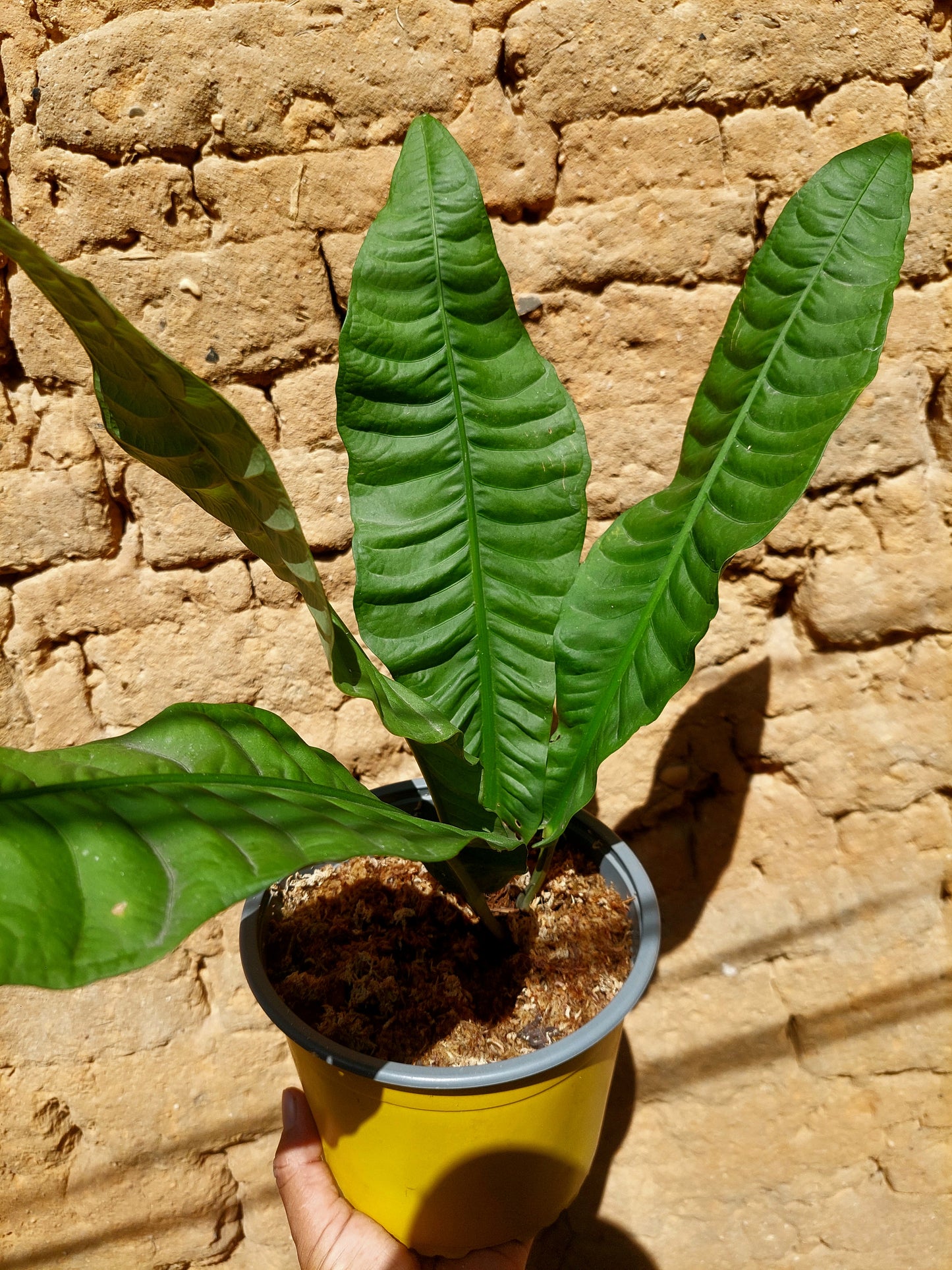 Anthurium Reflexinervium BIG PLANT (EXACT PLANT)