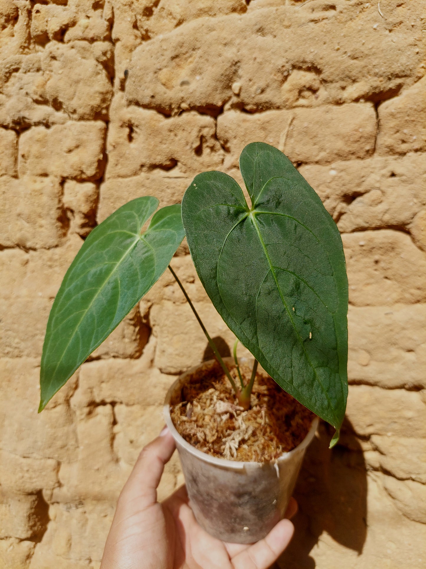 Anthurium sp. "Tarapoto Velvet" A0213 (EXACT PLANT)