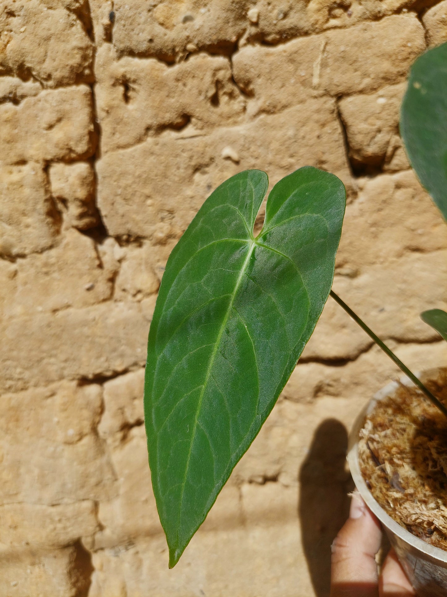 Anthurium sp. "Tarapoto Velvet" A0213 (EXACT PLANT)