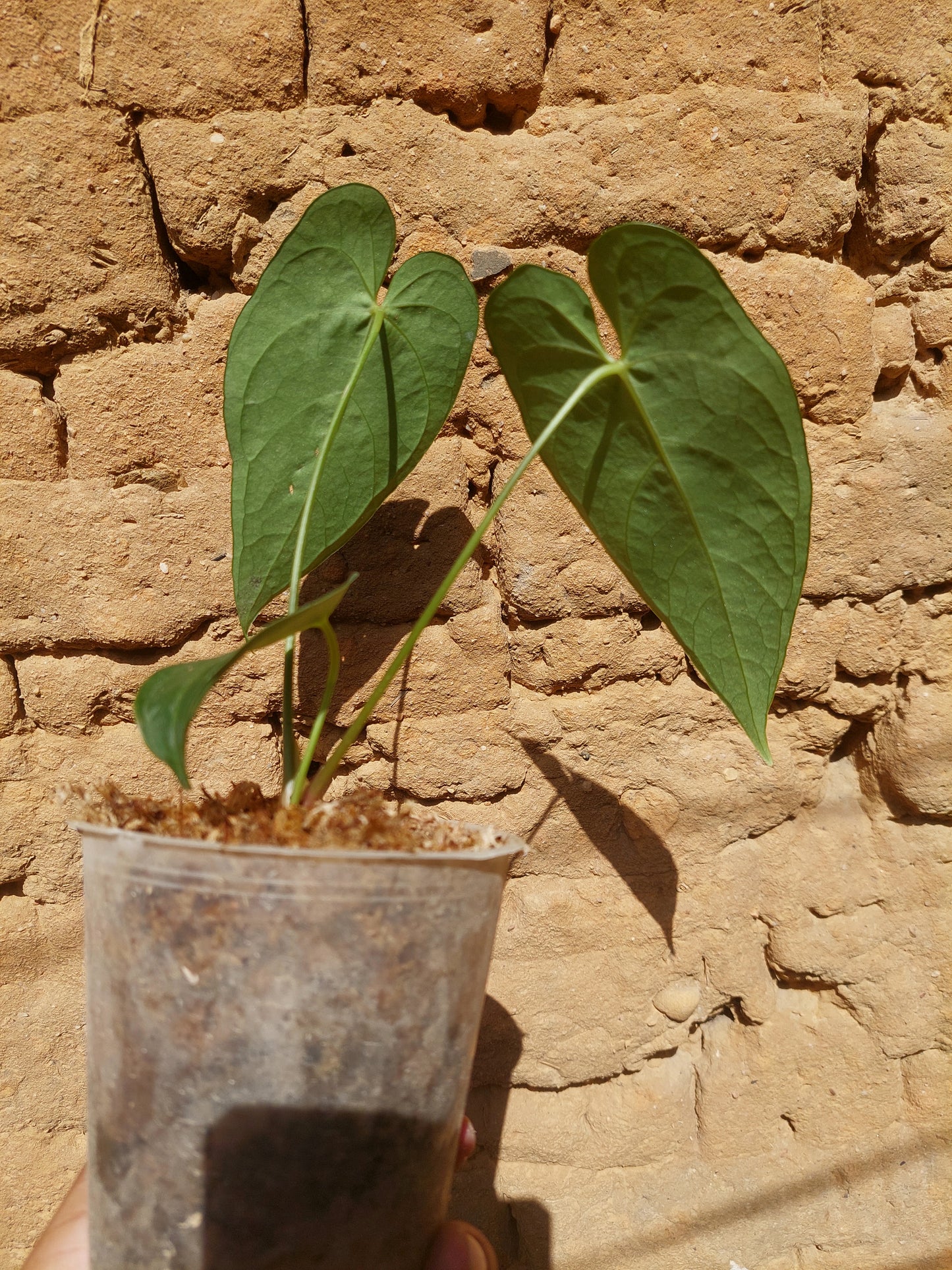 Anthurium sp. "Tarapoto Velvet" A0213 (EXACT PLANT)