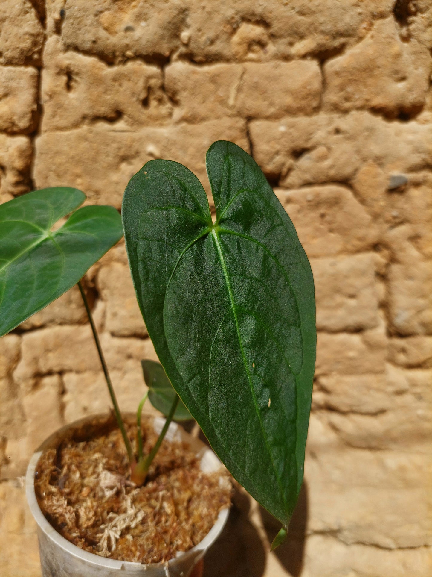 Anthurium sp. "Tarapoto Velvet" A0213 (EXACT PLANT)