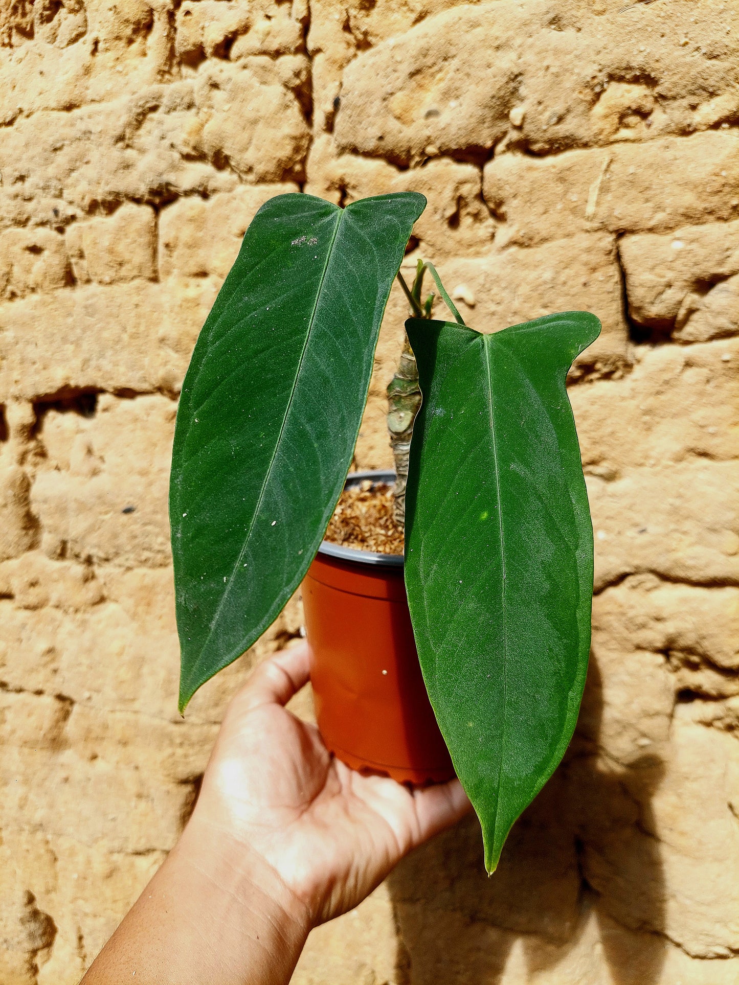 Anthurium Argyrostachyum 'Velvety' A0215 (EXACT PLANT)