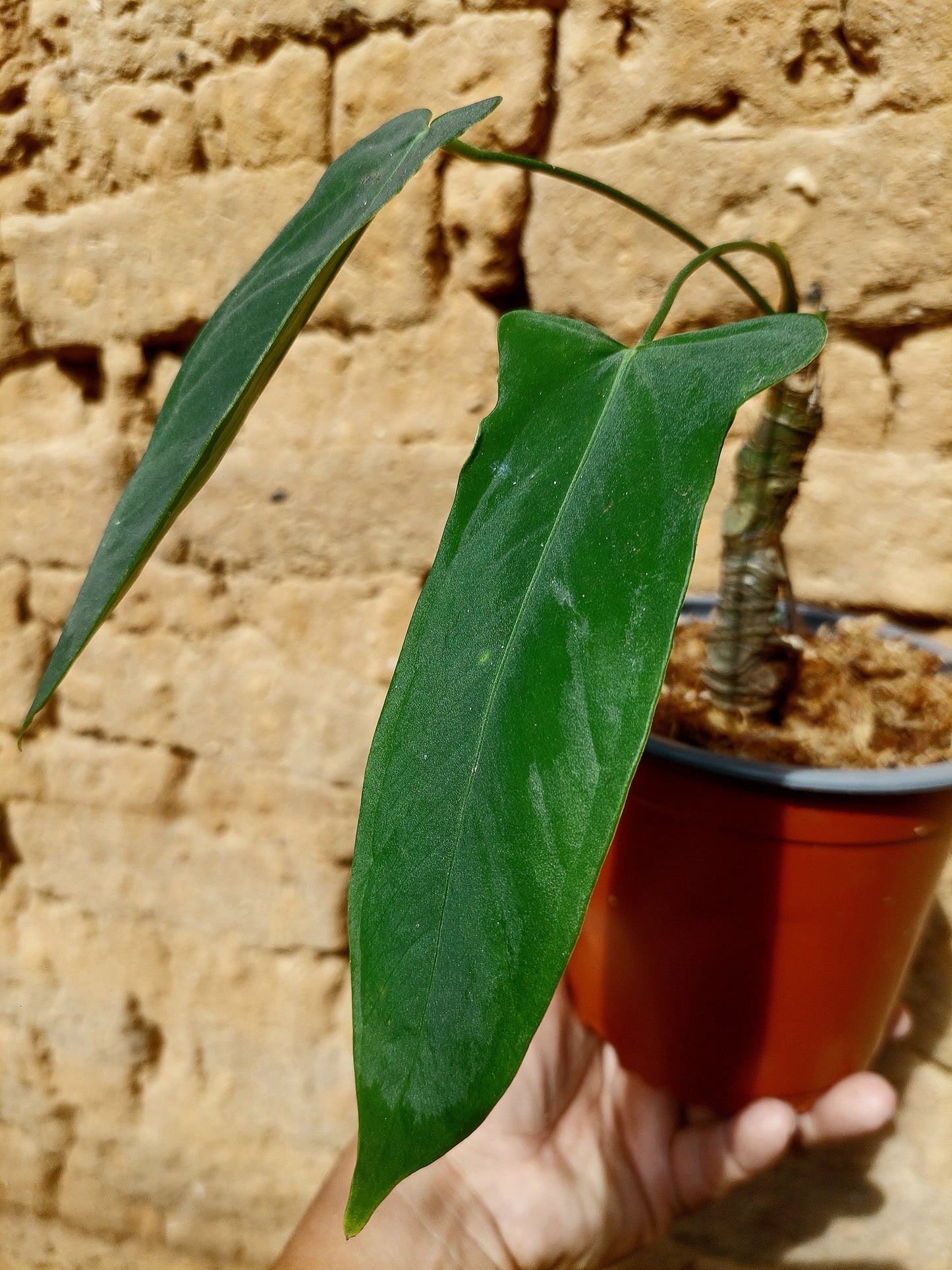 Anthurium Argyrostachyum 'Velvety' A0215 (EXACT PLANT)