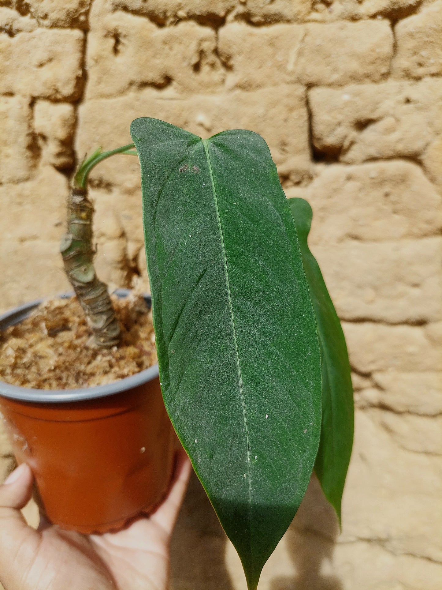 Anthurium Argyrostachyum 'Velvety' A0215 (EXACT PLANT)