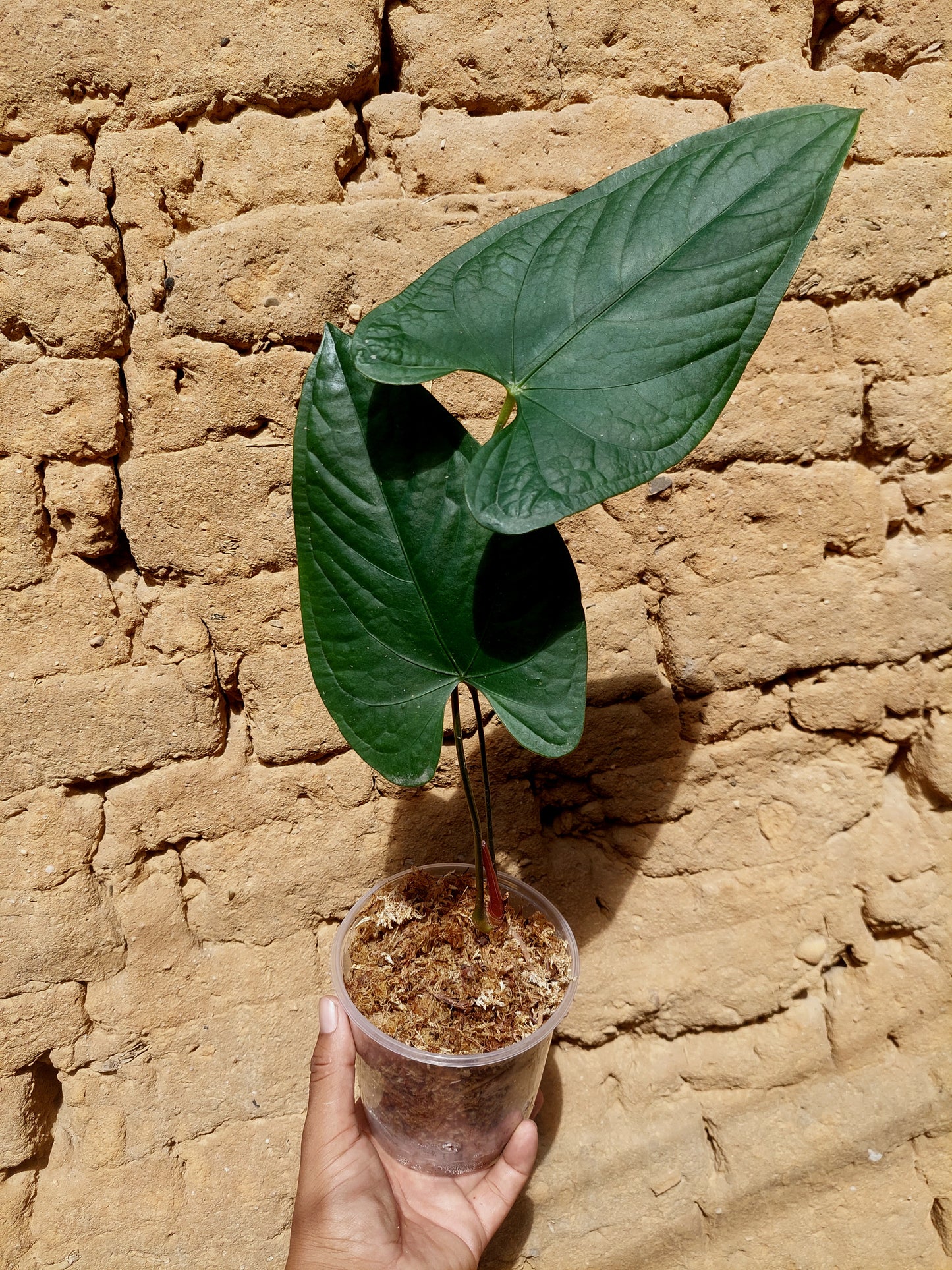 Anthurium sp. 'Peru Dark' A0216 (EXACT PLANT)