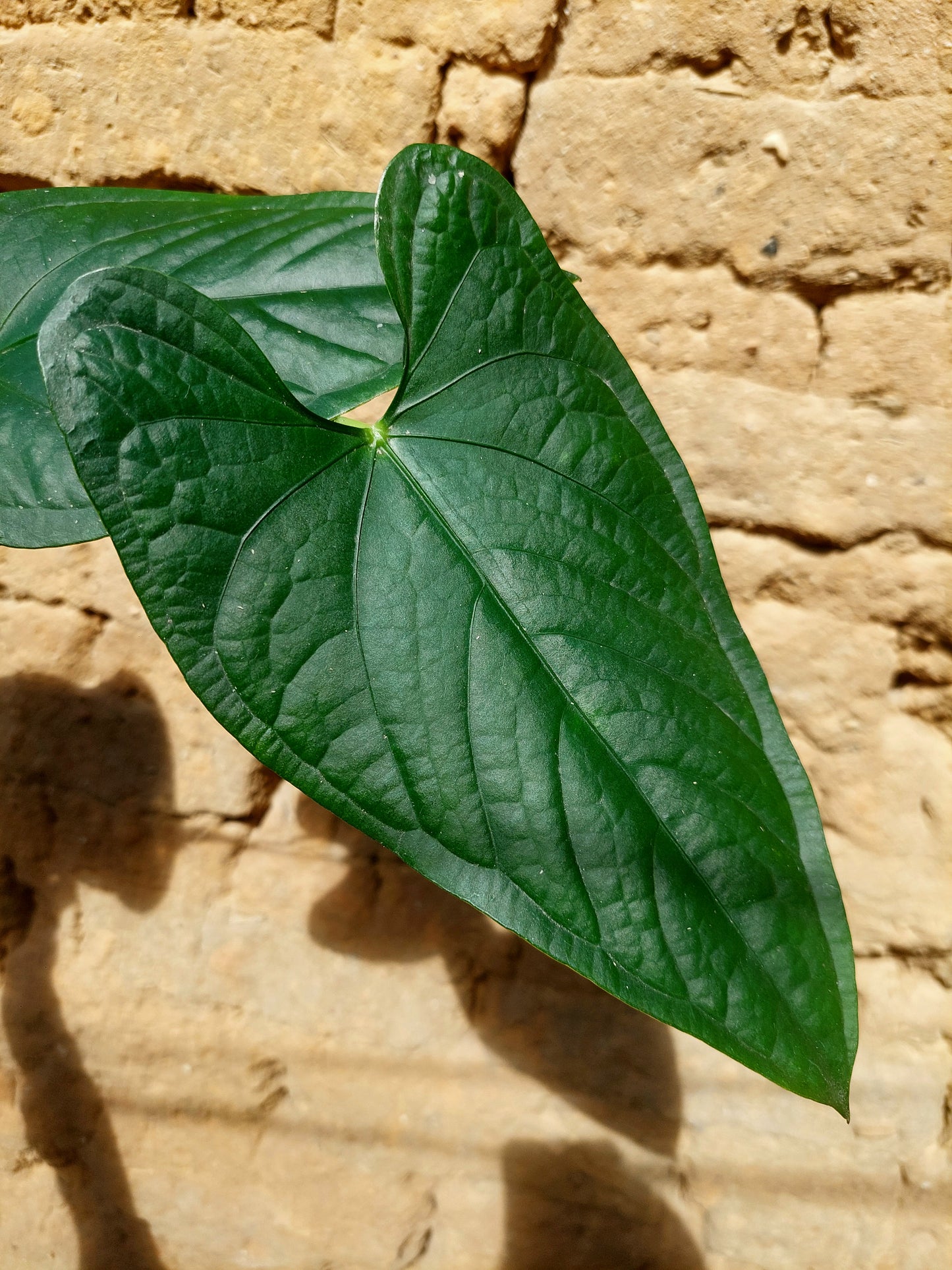 Anthurium sp. 'Peru Dark' A0216 (EXACT PLANT)