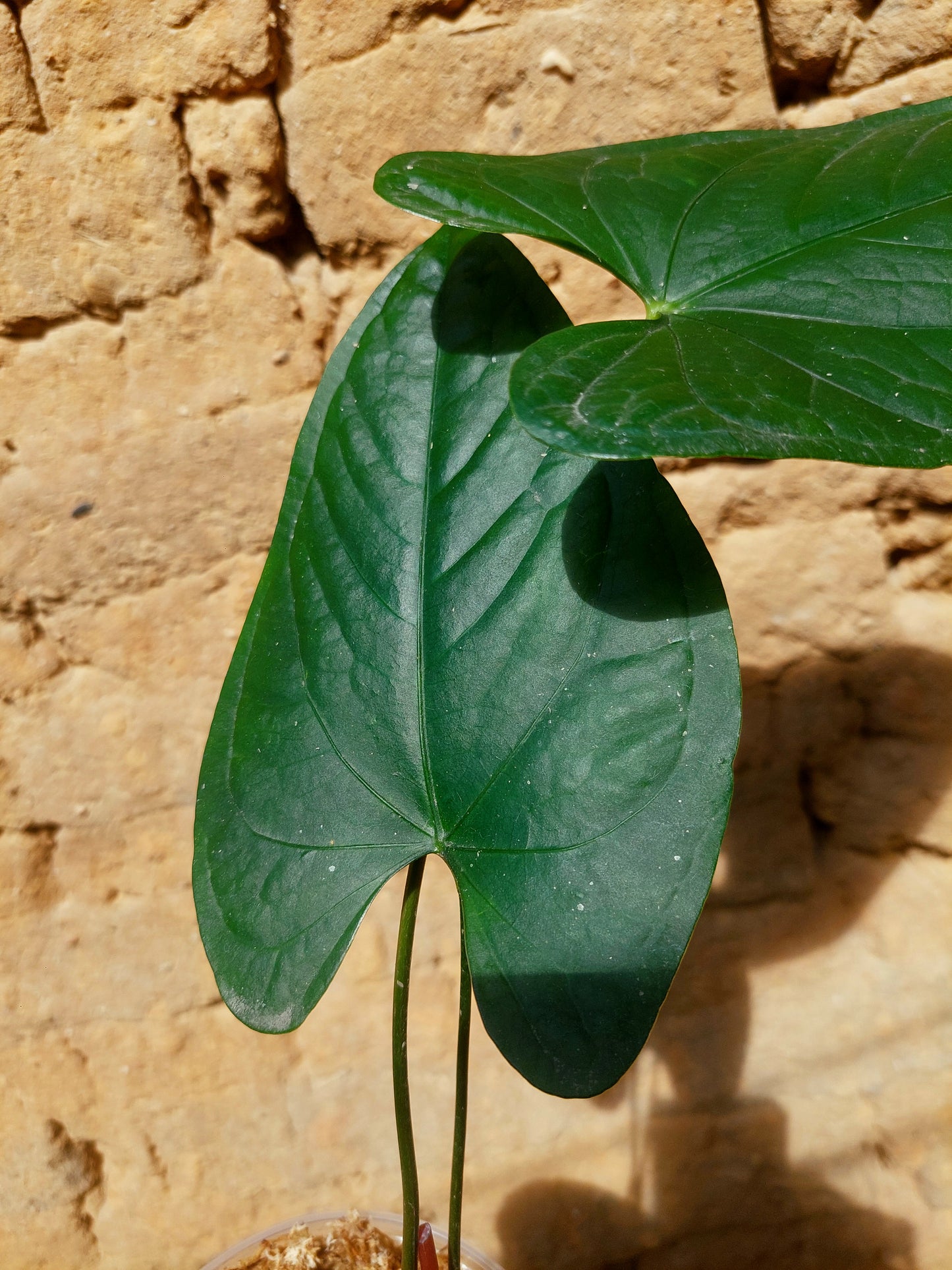 Anthurium sp. 'Peru Dark' A0216 (EXACT PLANT)