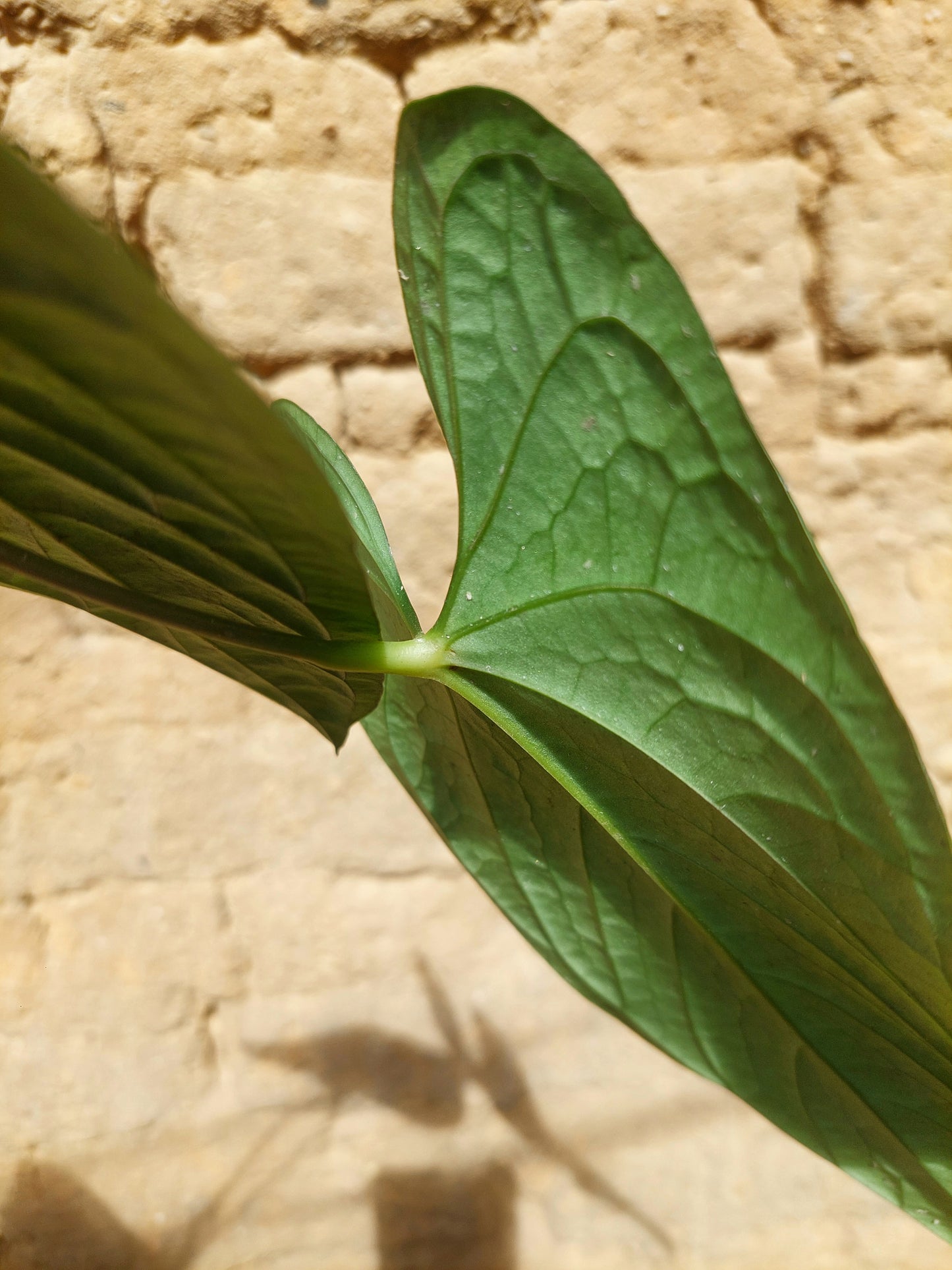 Anthurium sp. 'Peru Dark' A0216 (EXACT PLANT)