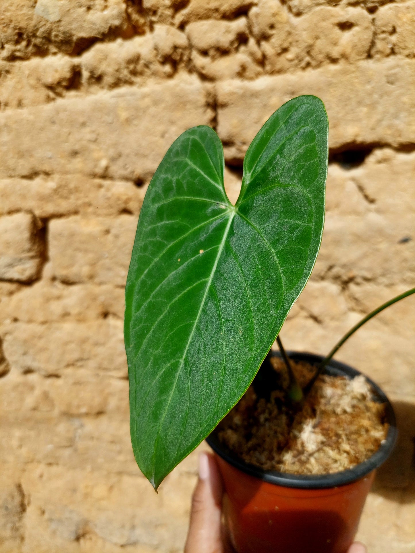 Anthurium sp. "Tarapoto Velvet" A0217 (EXACT PLANT)