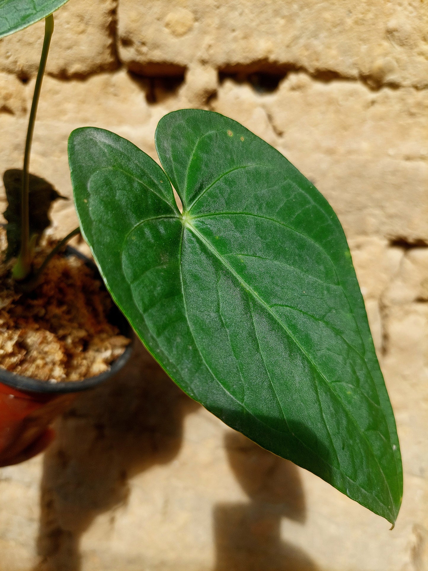 Anthurium sp. "Tarapoto Velvet" A0217 (EXACT PLANT)