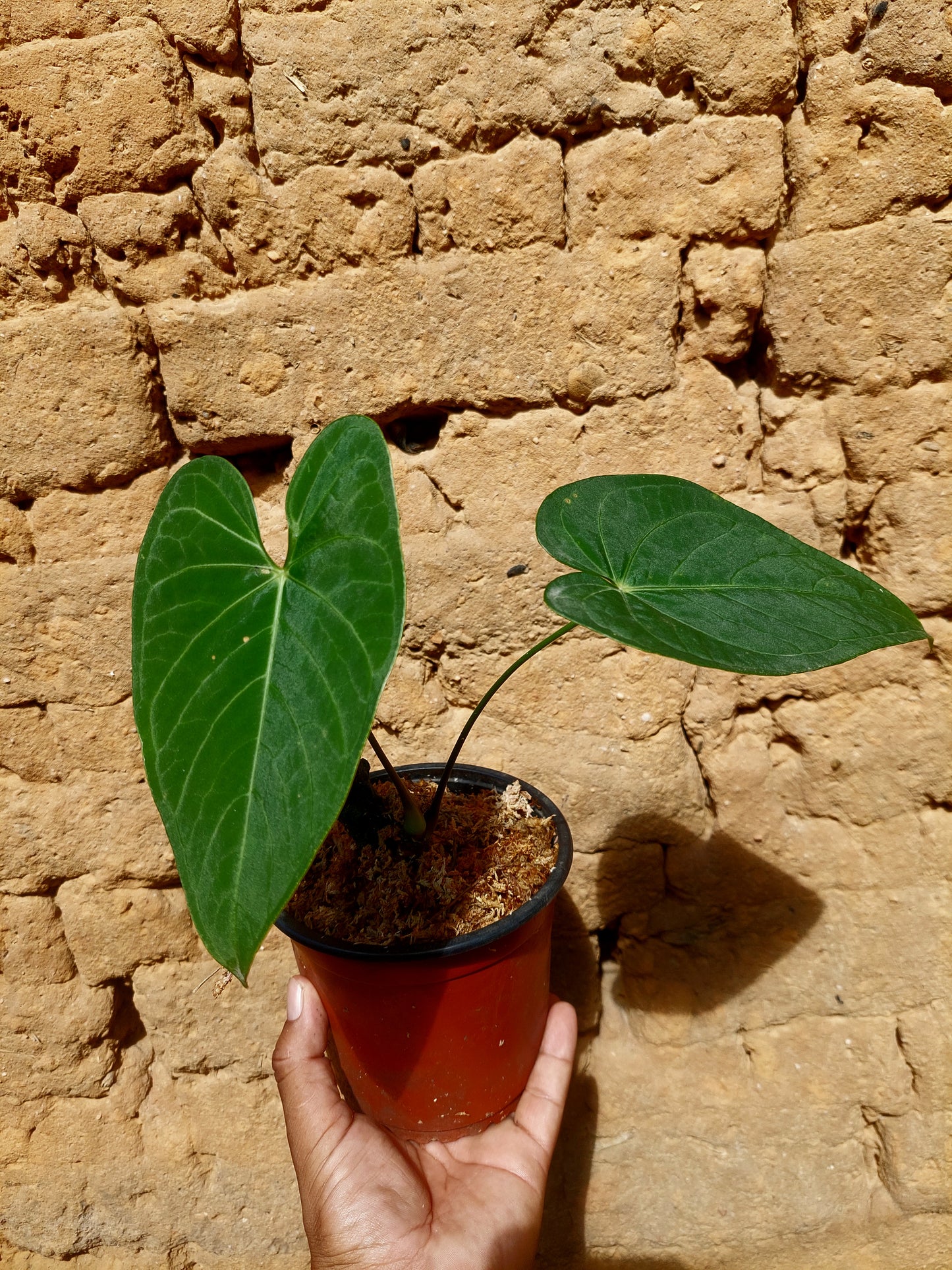 Anthurium sp. "Tarapoto Velvet" A0217 (EXACT PLANT)